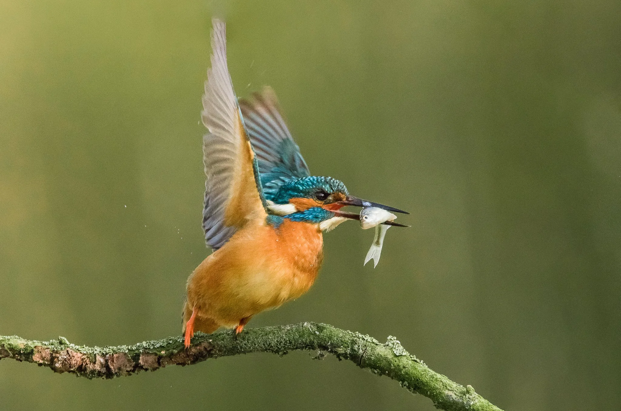 Ein bunt gefärbter Vogel sitzt auf einem Ast und hält einen Fisch im Schnabel.