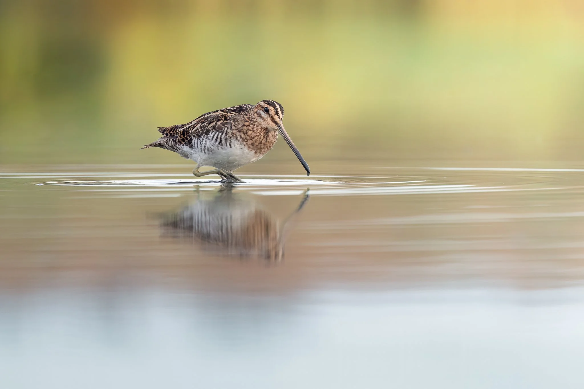 Eine Bekassine steht im Wasser und schaut nach unten, mit seiner Reflexion im Wasser