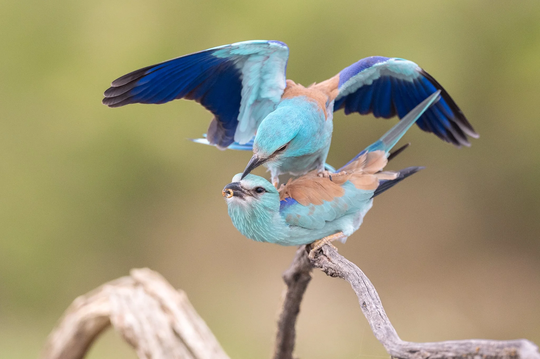 Zwei bunte Vögel, wahrscheinlich Blauhäher, sitzen auf einem Ast. Einer der Vögel sitzt mit den Flügeln nach oben, während der andere den Schnabel in seinen Kopf steckt.