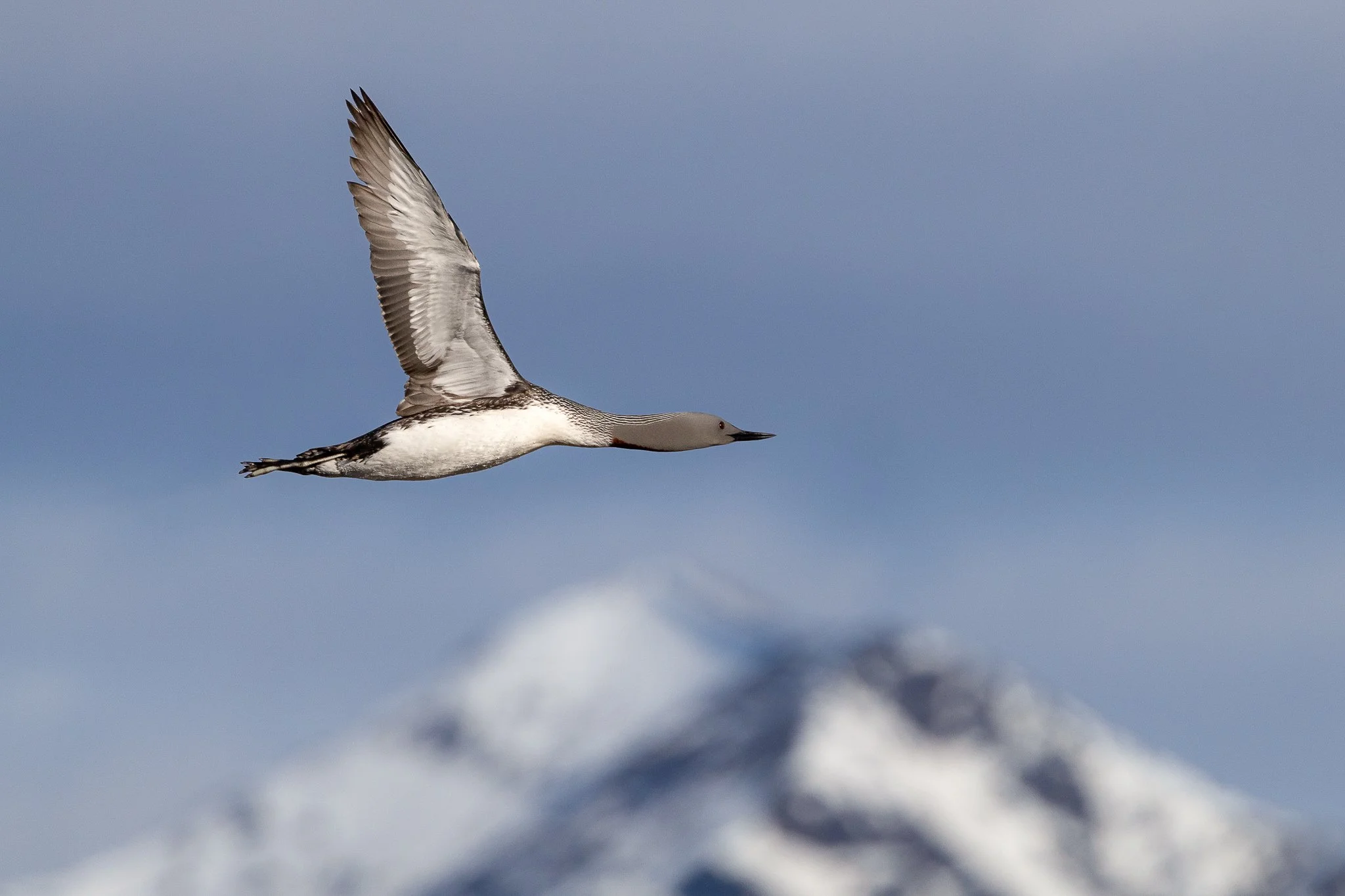 svalbard-078.jpg