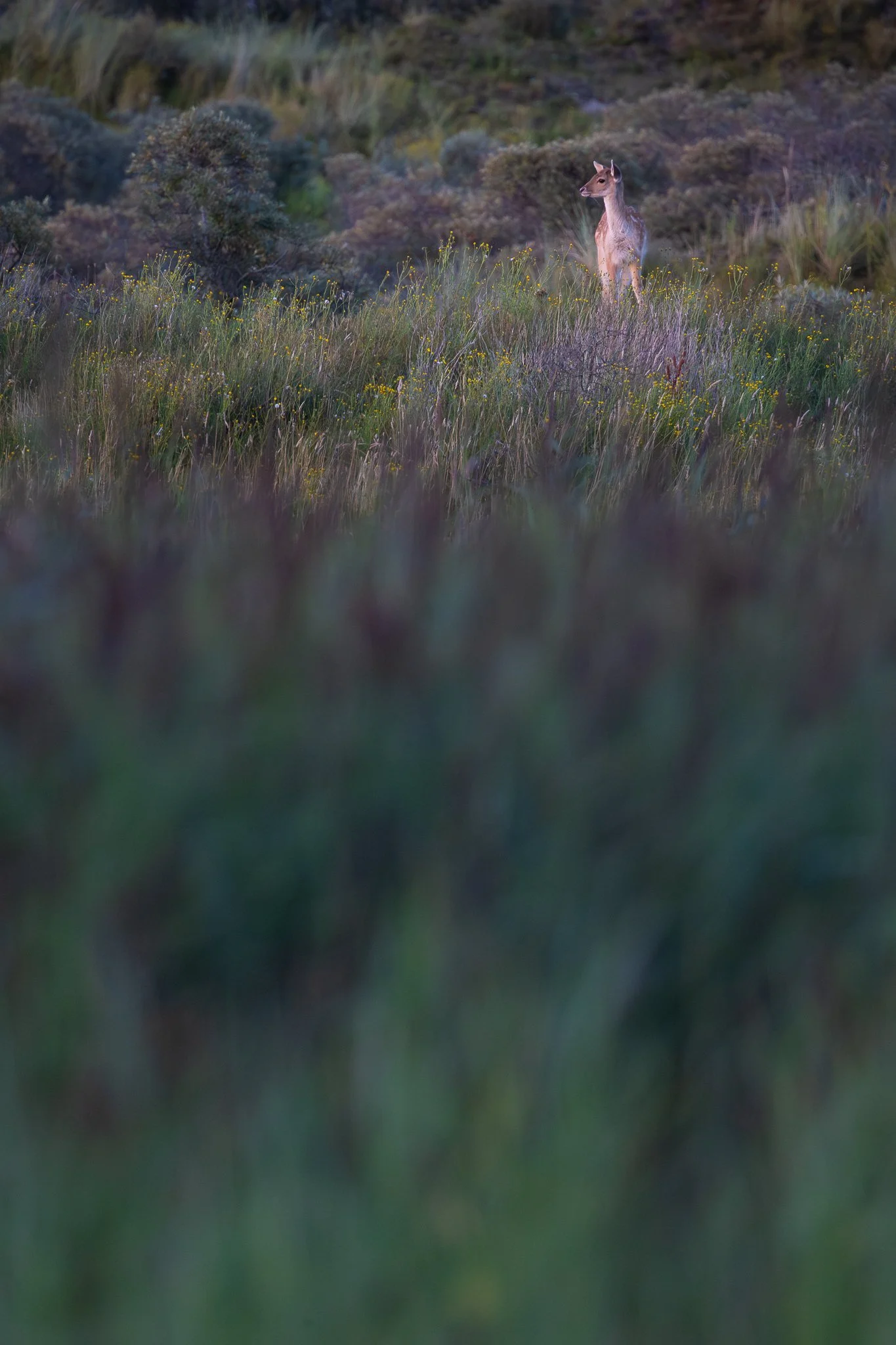 Damhirsch in den Dünen nach Sonnenuntergang 