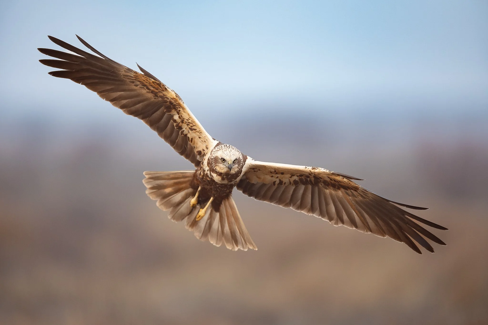 Ein fliegender Falke in der Luft mit ausgebreiteten Flügeln gegen einen blauen Himmel.