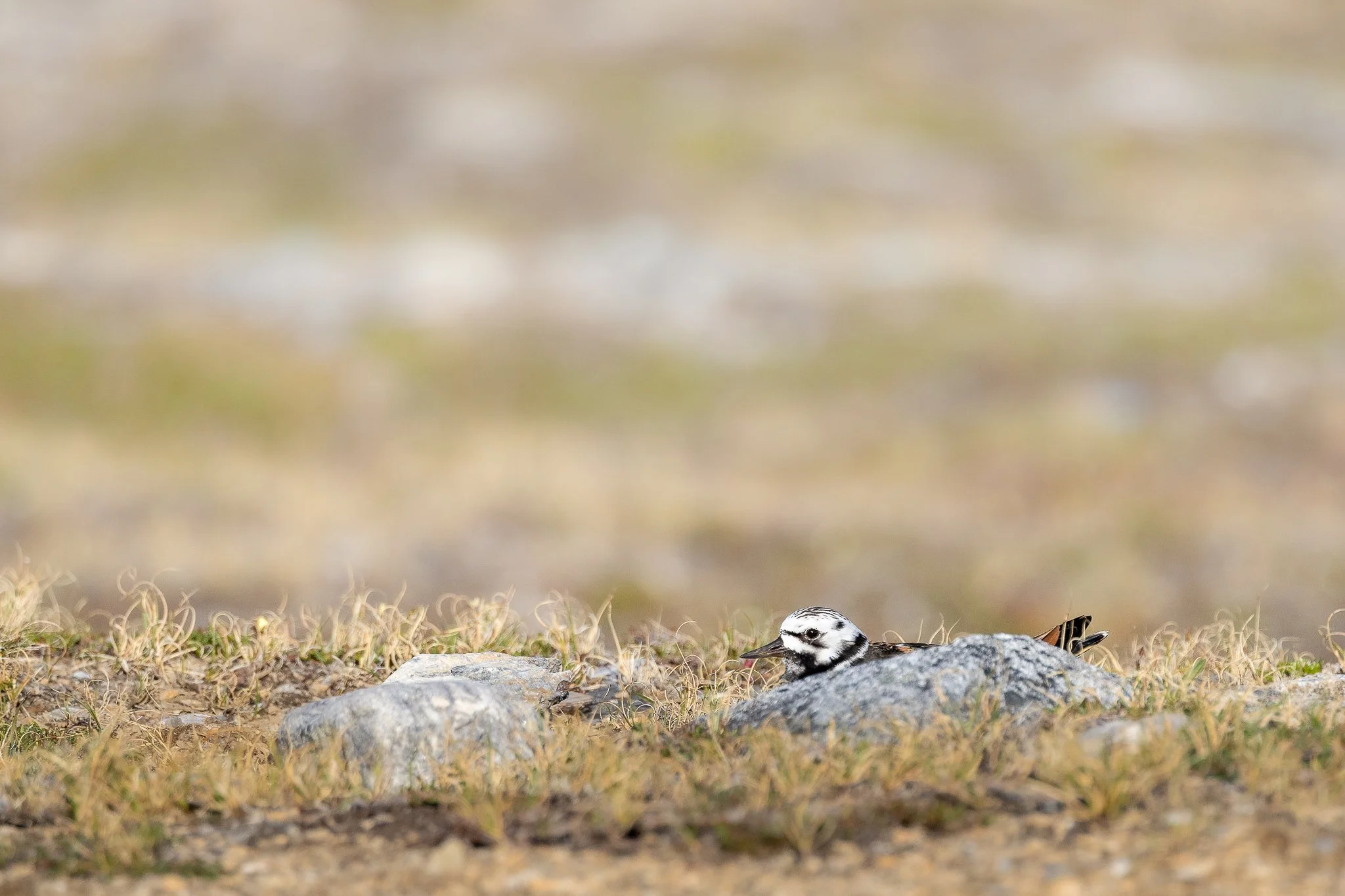 svalbard-075.jpg