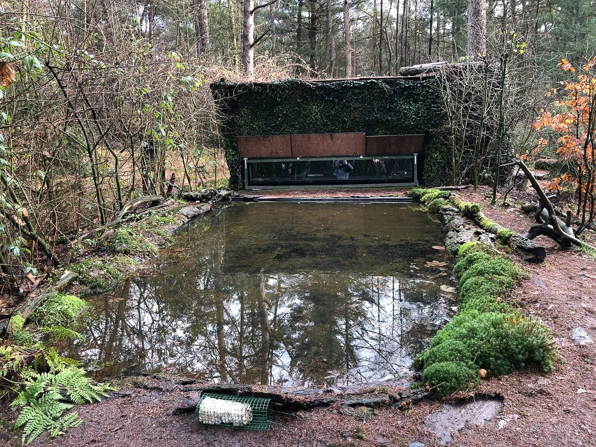 Ein künstlicher Wasserteich im Wald, umgeben von Moos und Sträuchern, mit einer modernen, halbversteckten Beobachtungsplattform im Hintergrund.