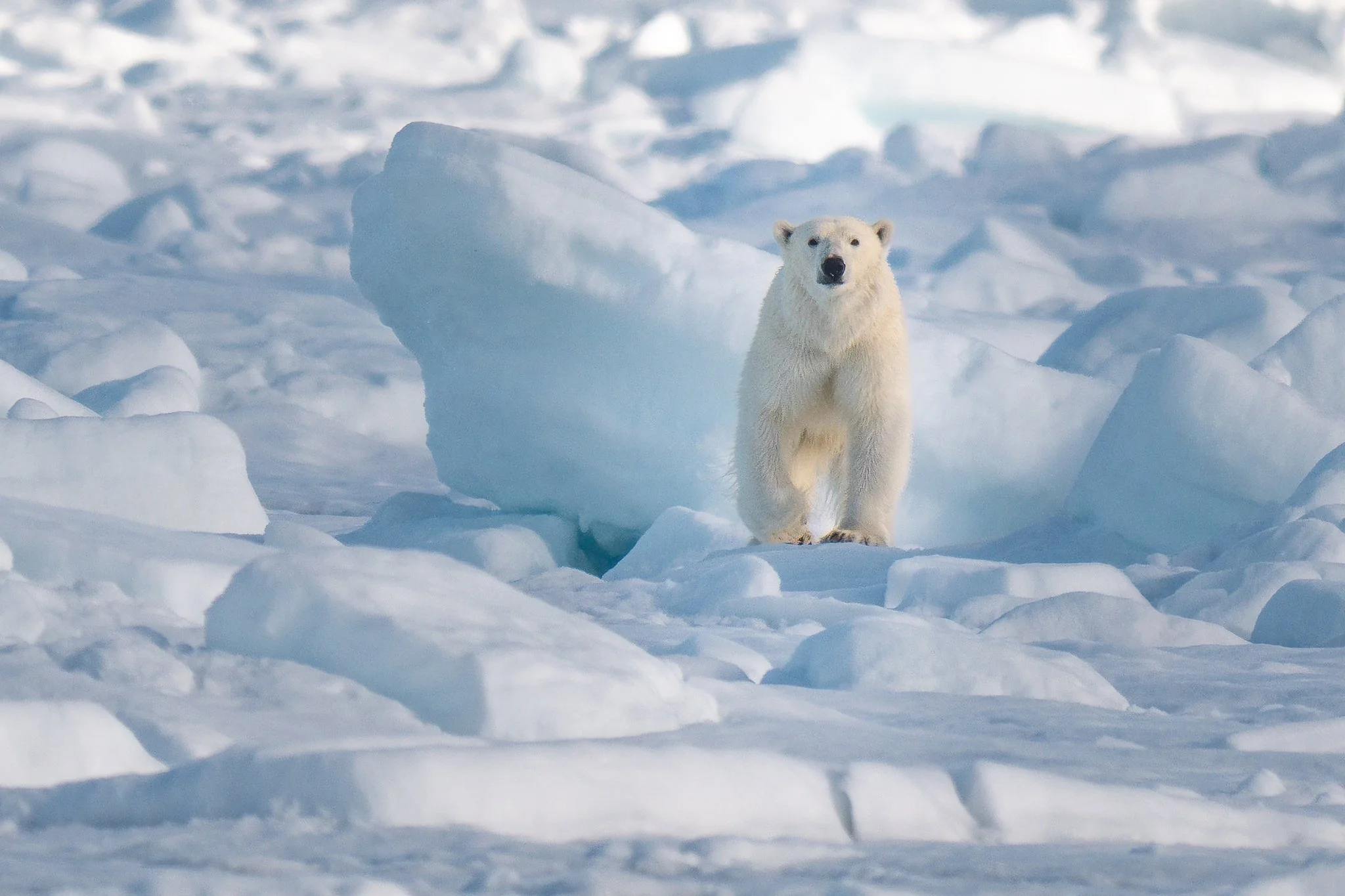 svalbard-035.jpg