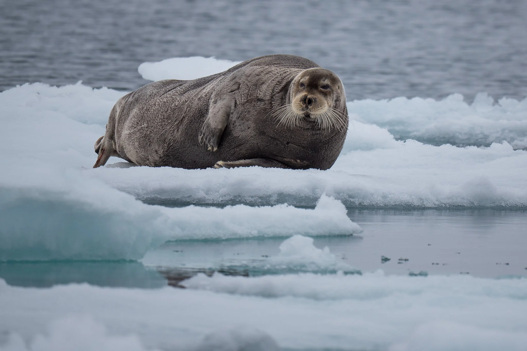 svalbard-046.jpg