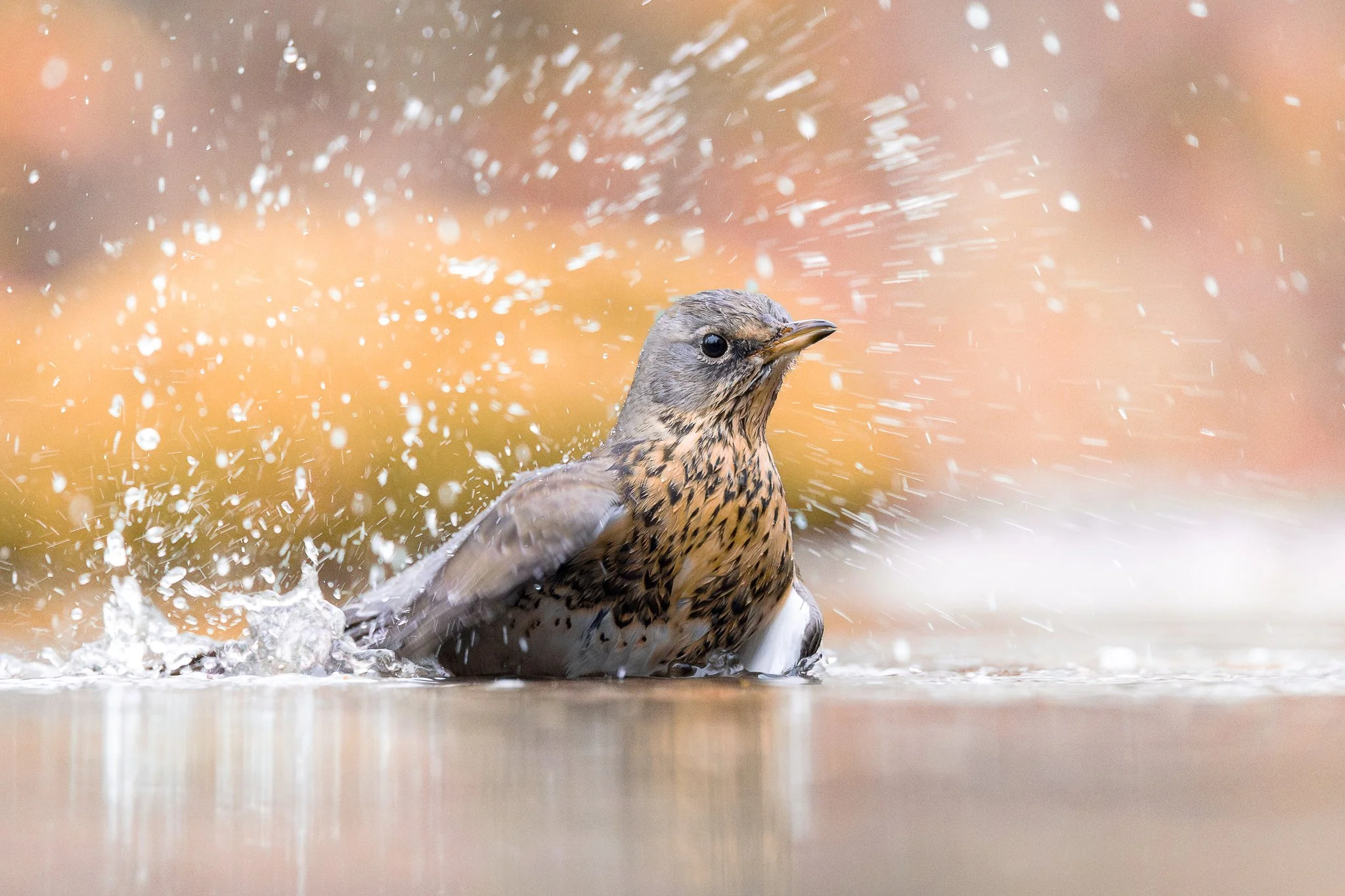 Ein Vogel sitzt im Wasser, während er Wasser spritzt.