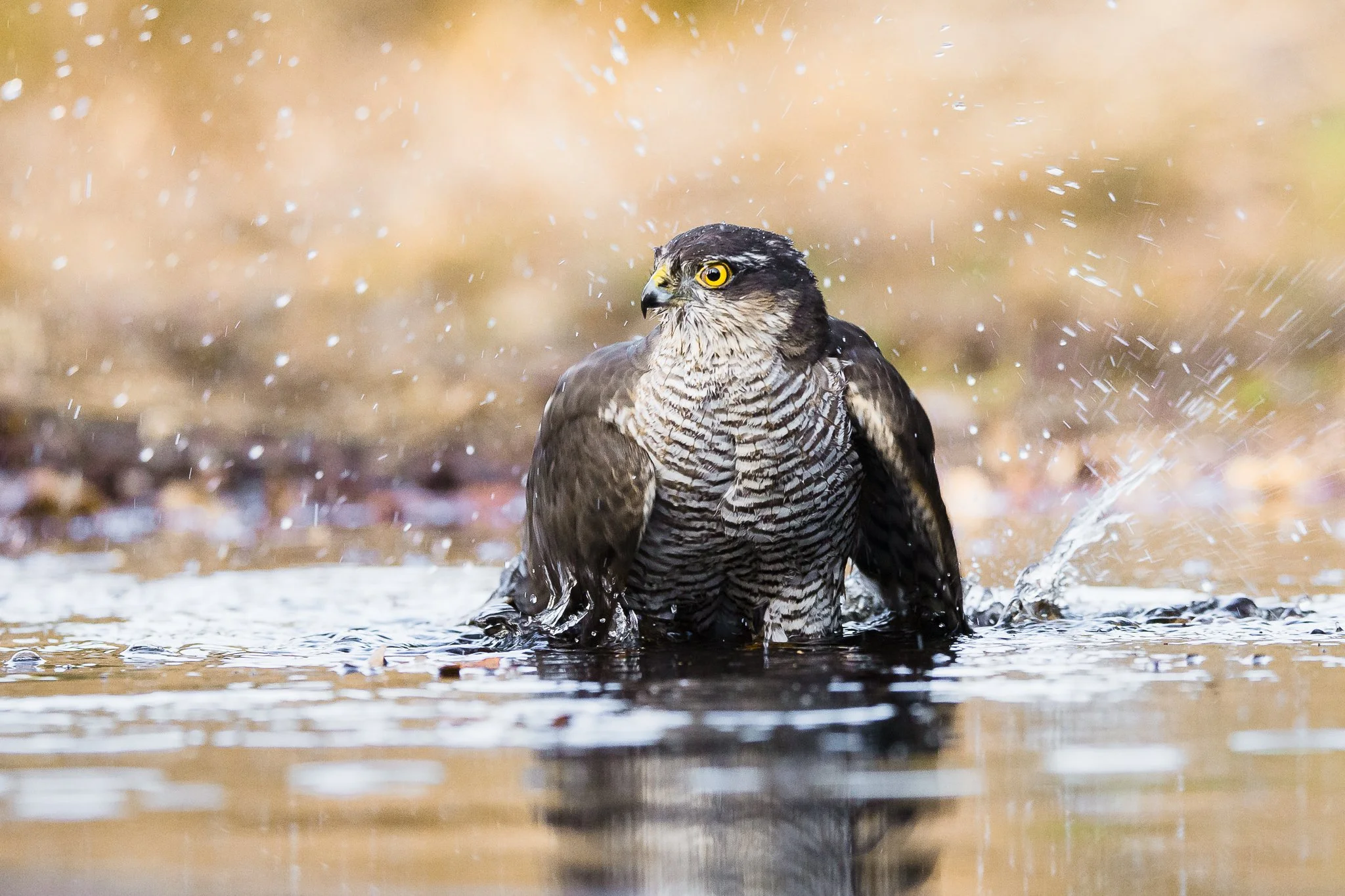 Ein Greifvogel sitzt im Wasser und wird nass, während Wasser spritzt.