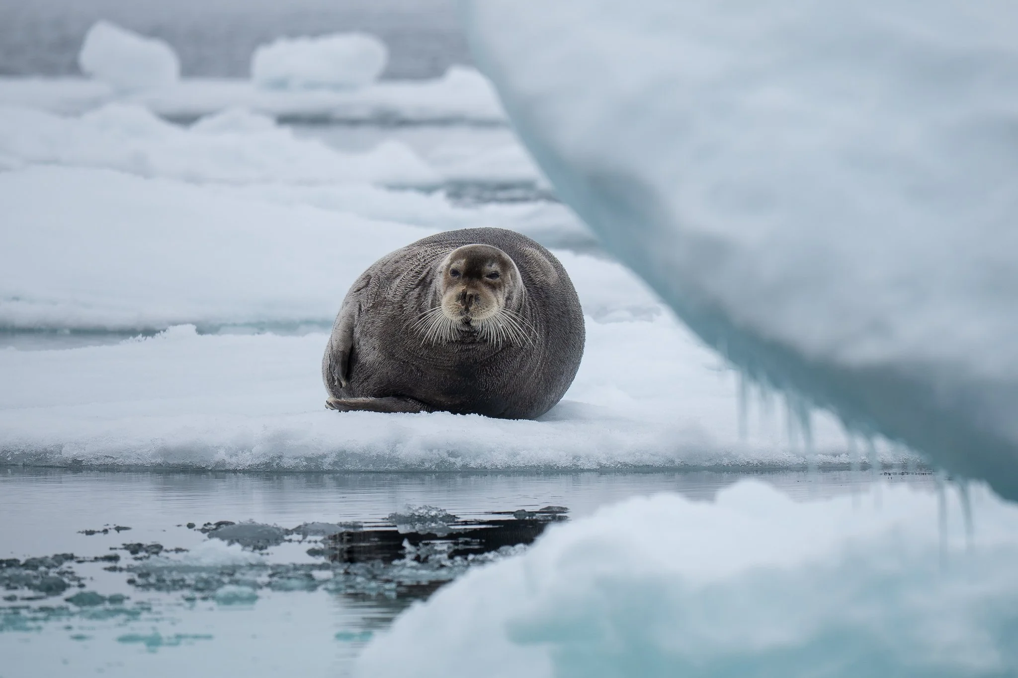 svalbard-044.jpg