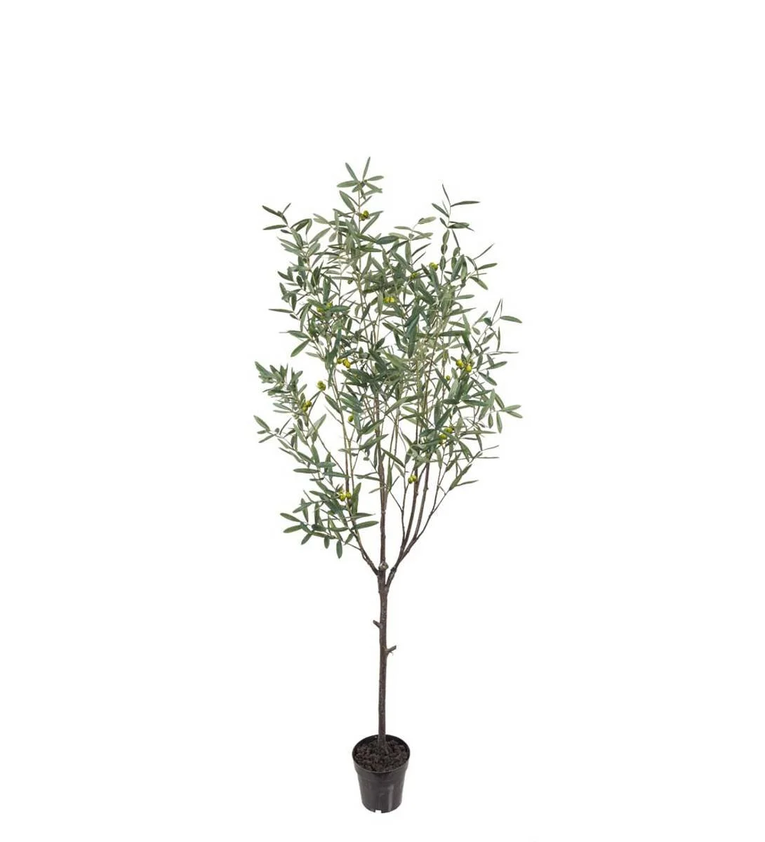 Naturtro oliventre 200 cm