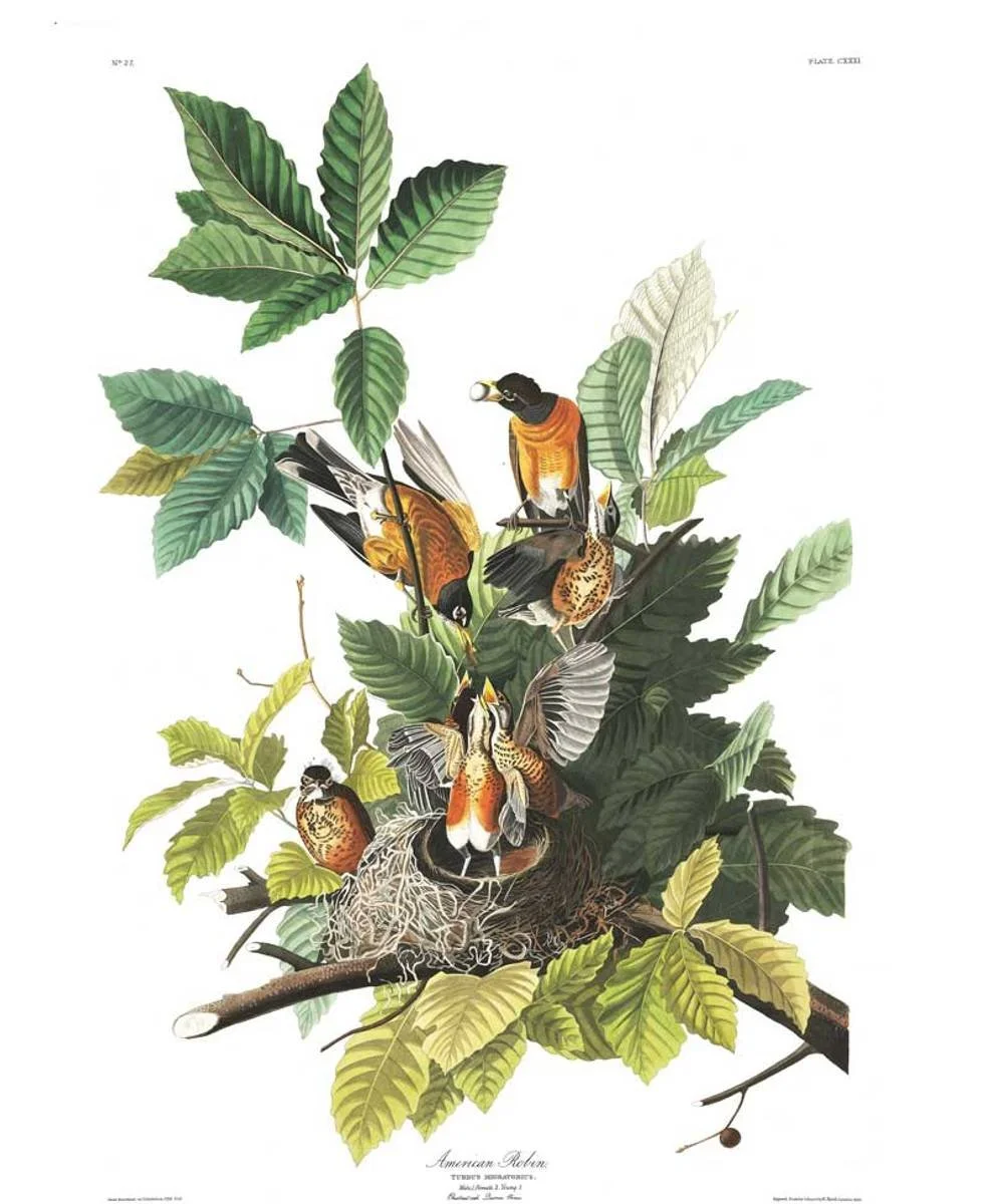Nest (50x70)