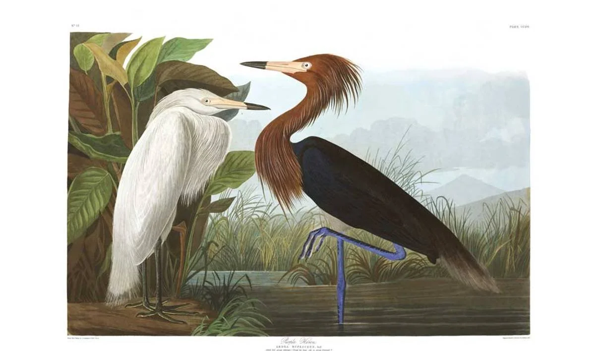 Blue legs (50x70)