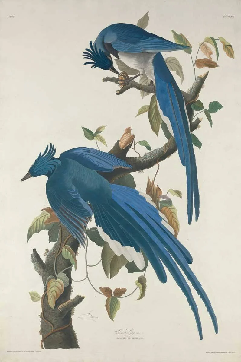 Bird blues (46,5x70)