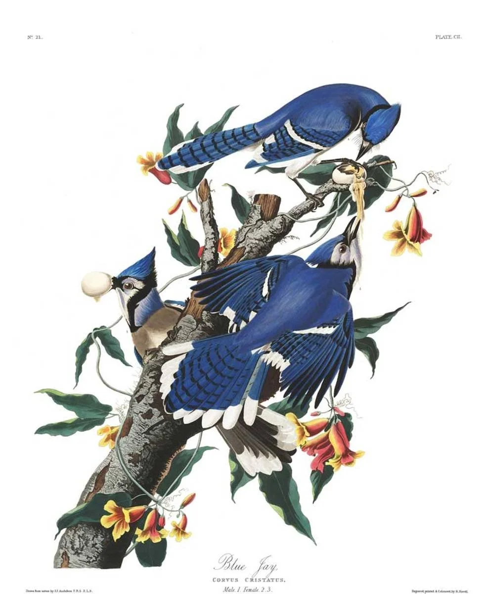 A birdie day (50X70)