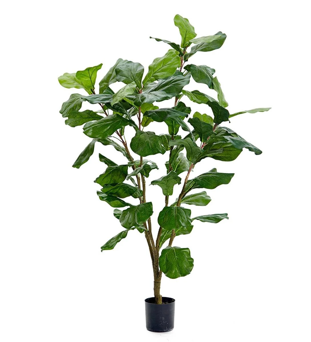 Fiolinfiken (120 cm)