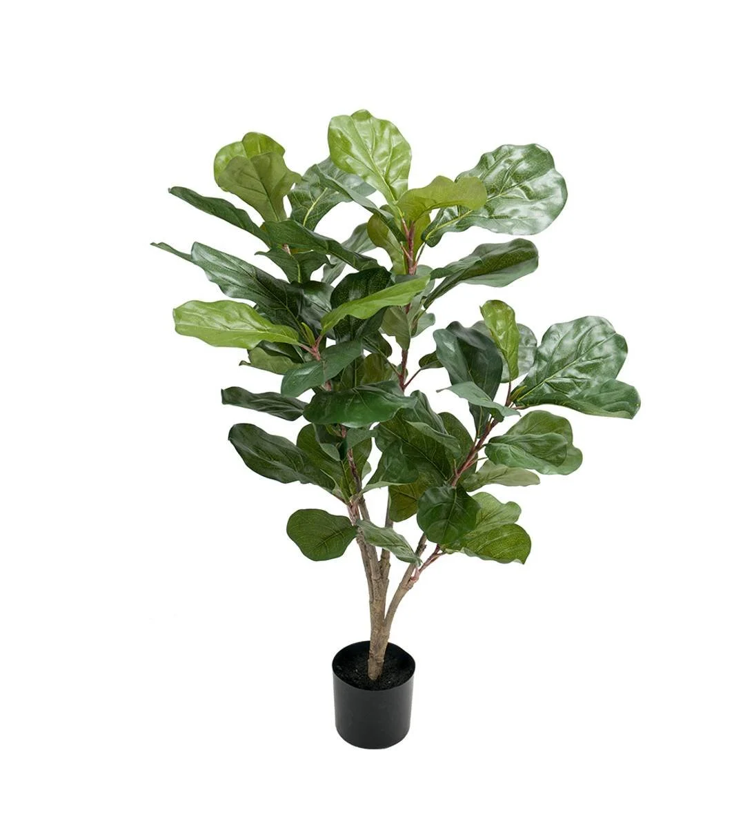 Fiolinfiken (90 cm)