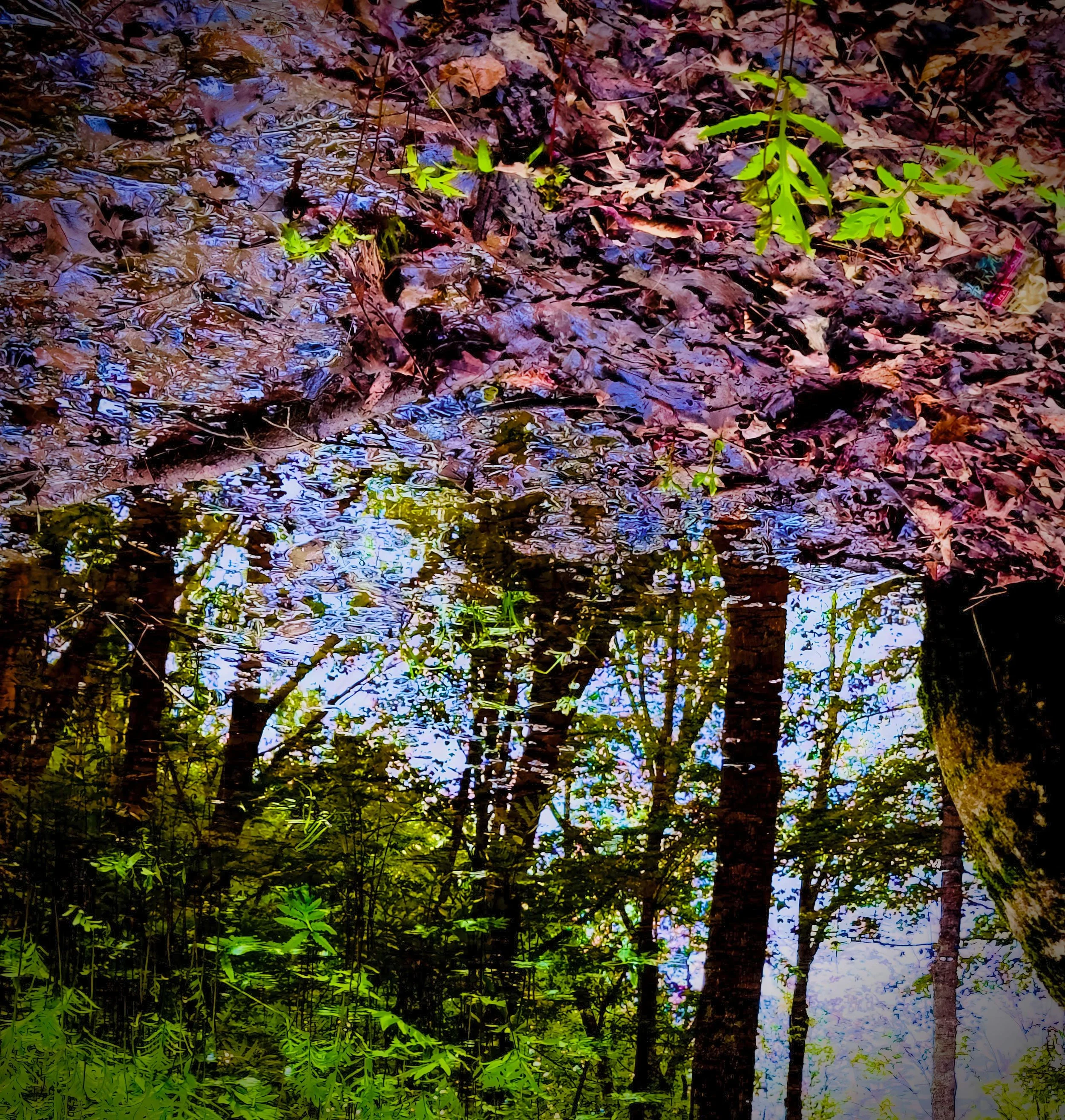 14 Pond Reflection Near Park.jpg