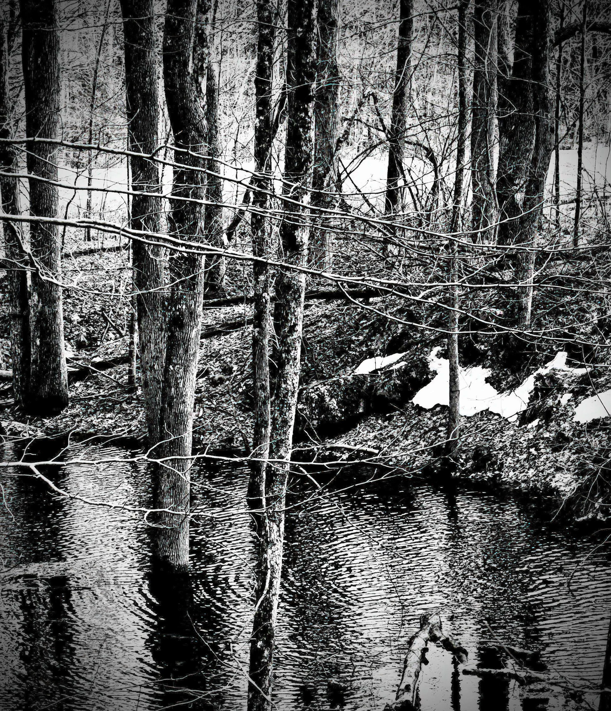 13 tree reflection.jpg