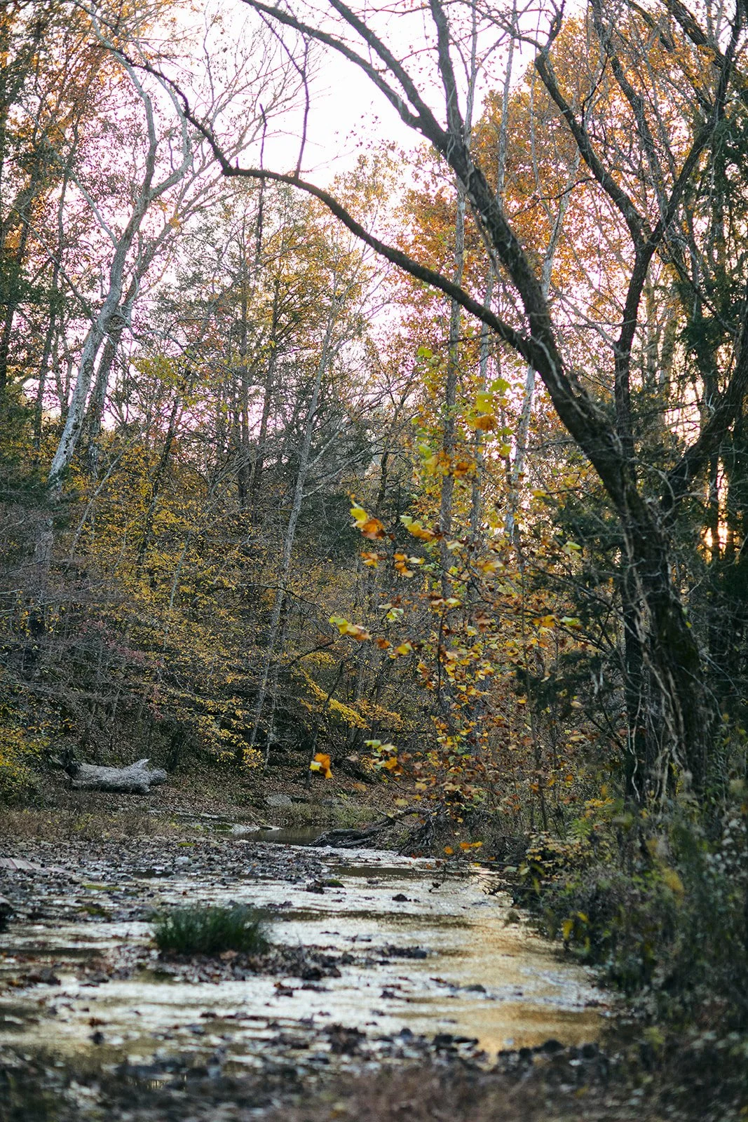 hog creek creekside.jpg