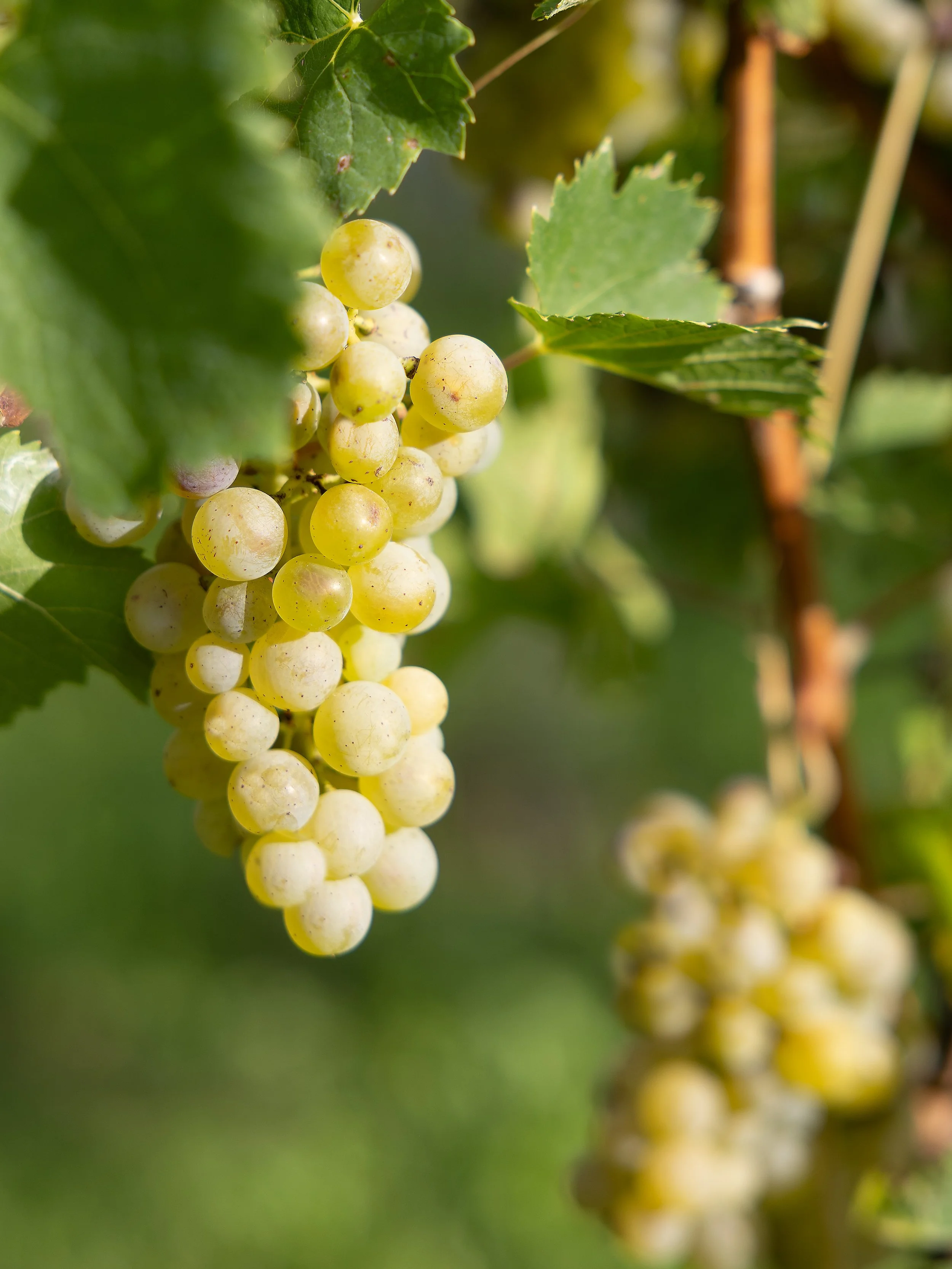 Fotoreportage über Weintraubenernte, Wümmet, Kanonenputzerwein, Triboltingen