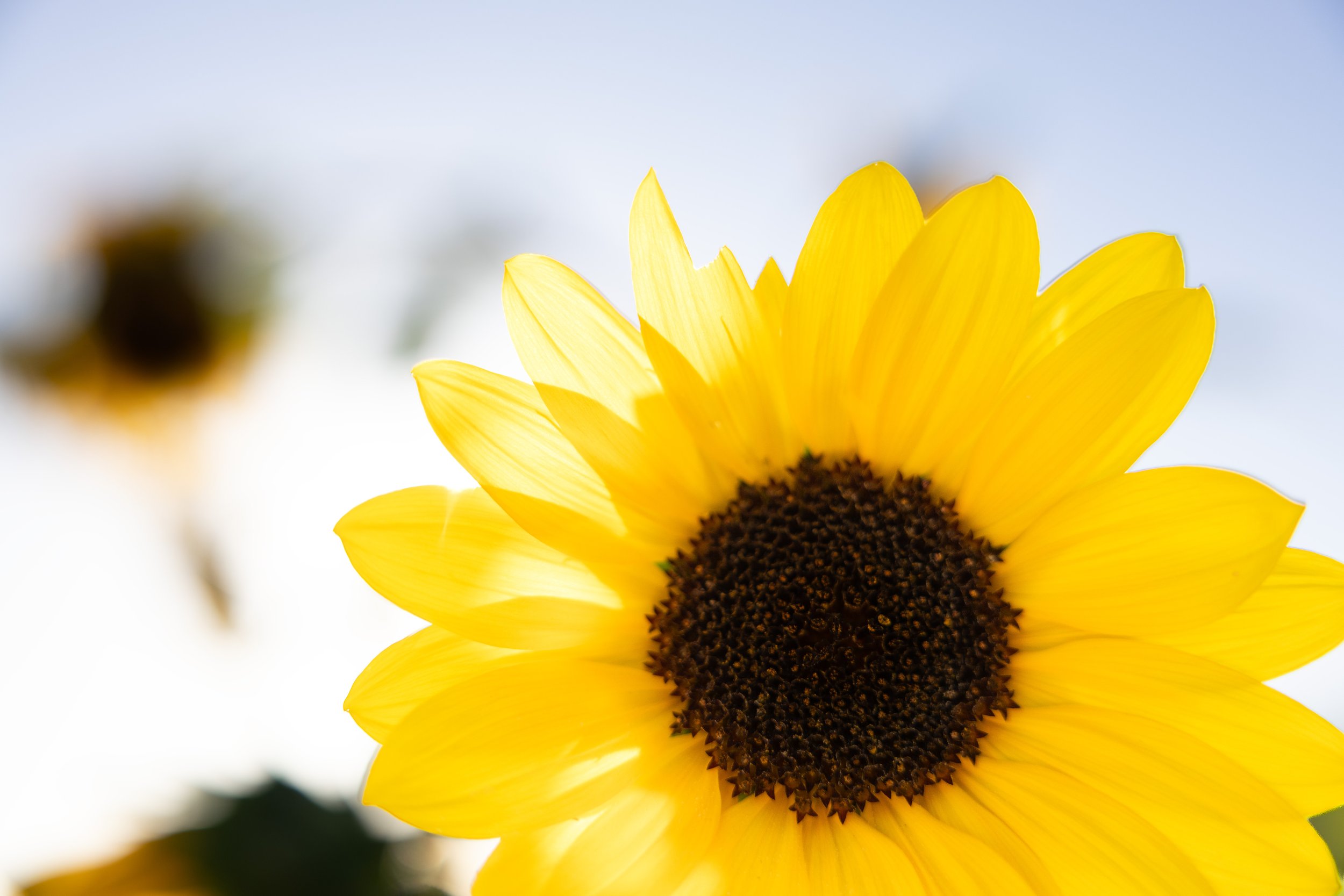 _57A3667-3.jpg