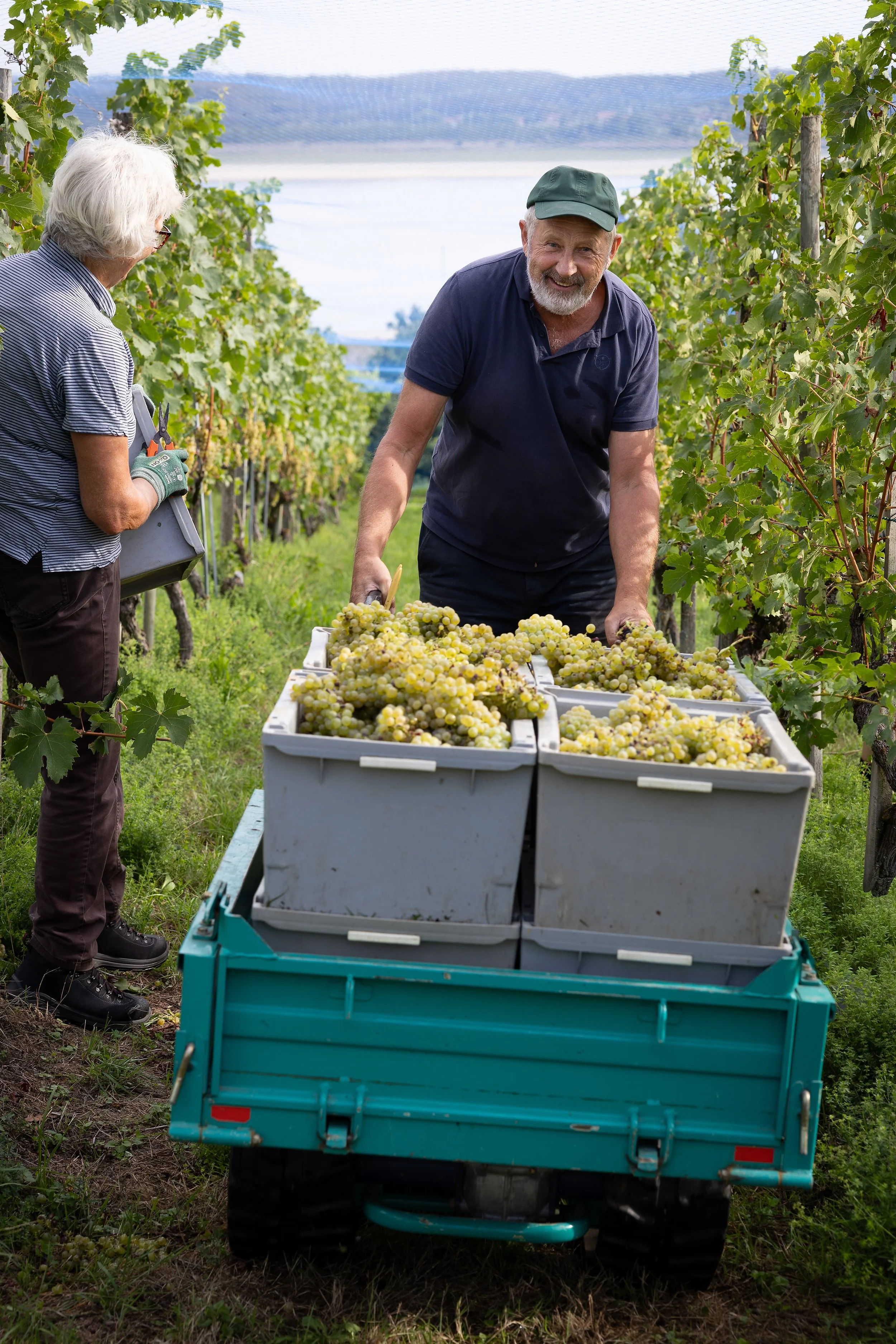 Weinbauer schiebt Trauben in Harassen durch die Rebberge