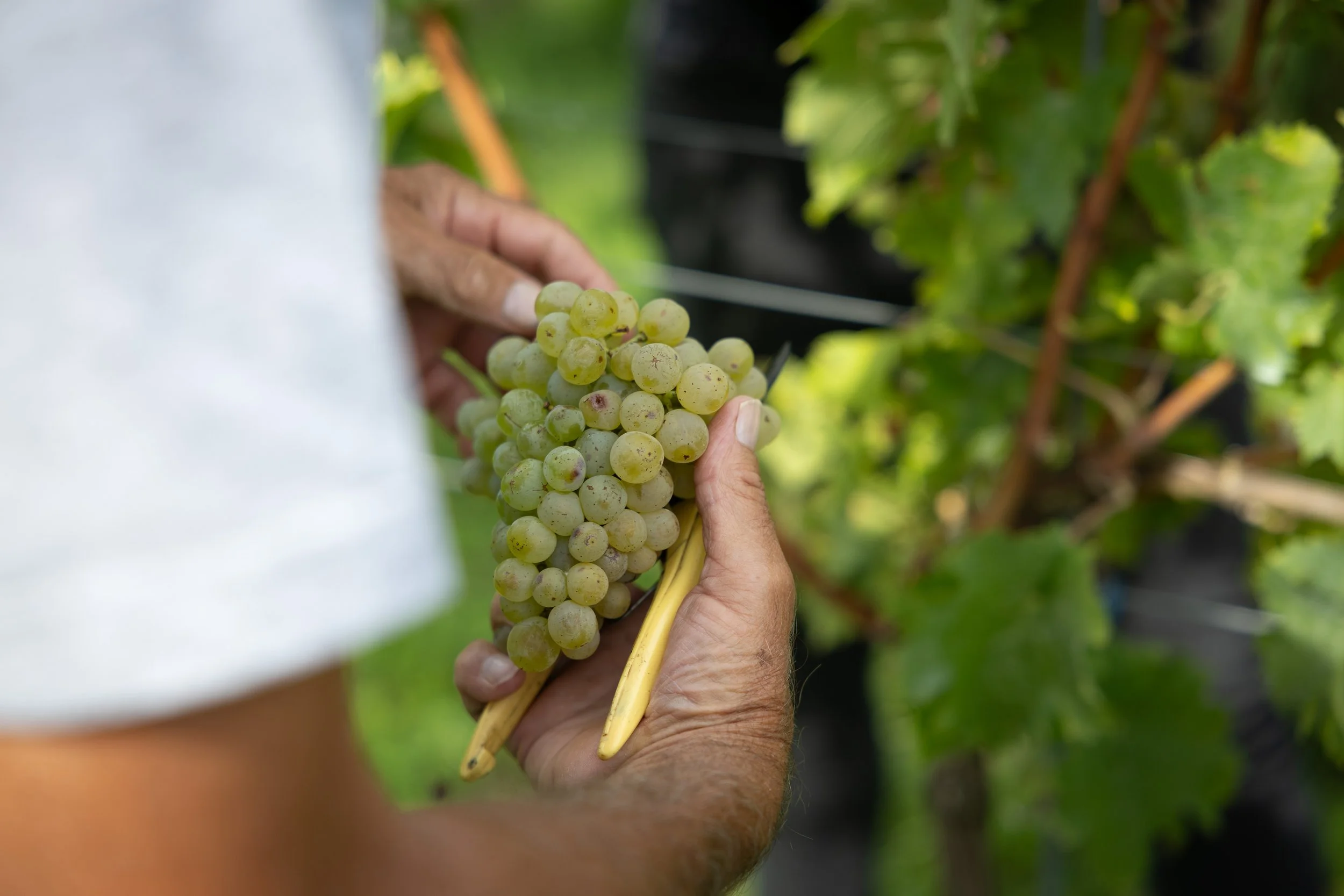 Weinlese, weisse Trauben im Kanton Thurgau