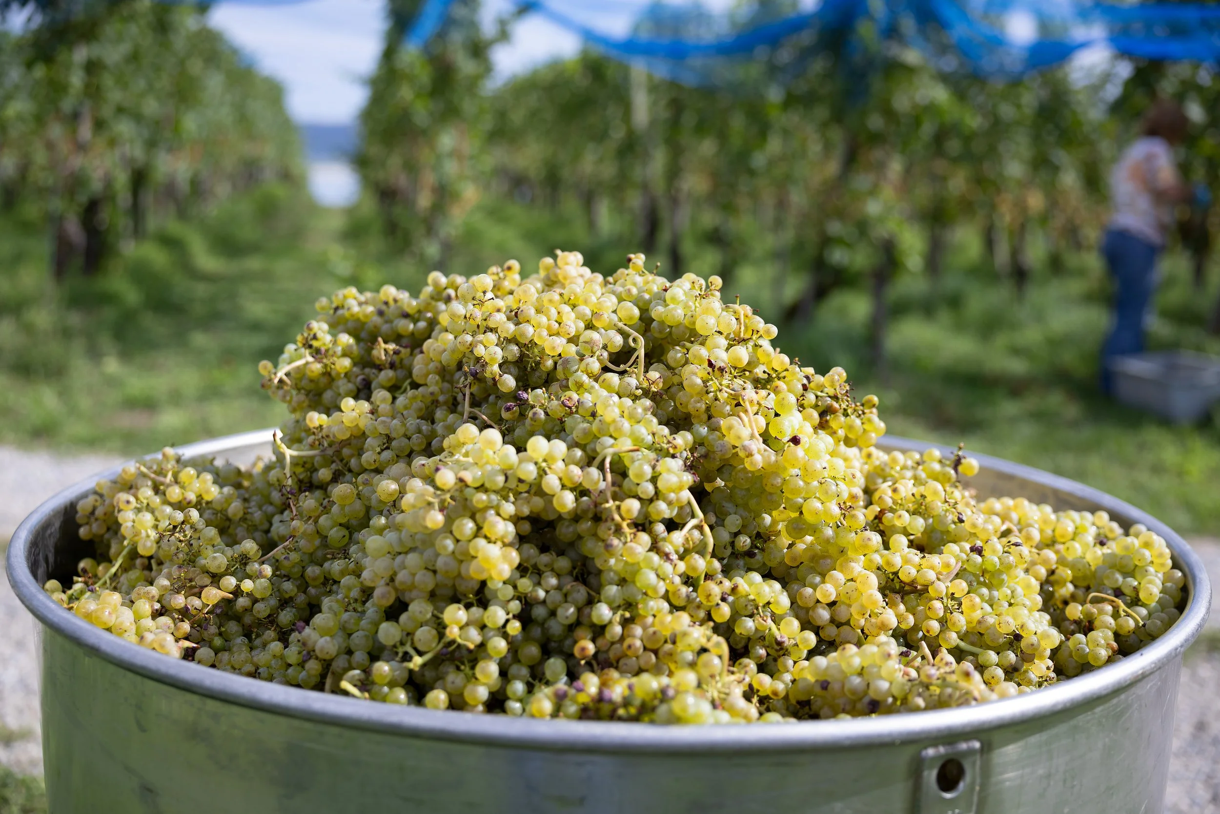 Kessel voller Weintrauben, Müller Thurgau 