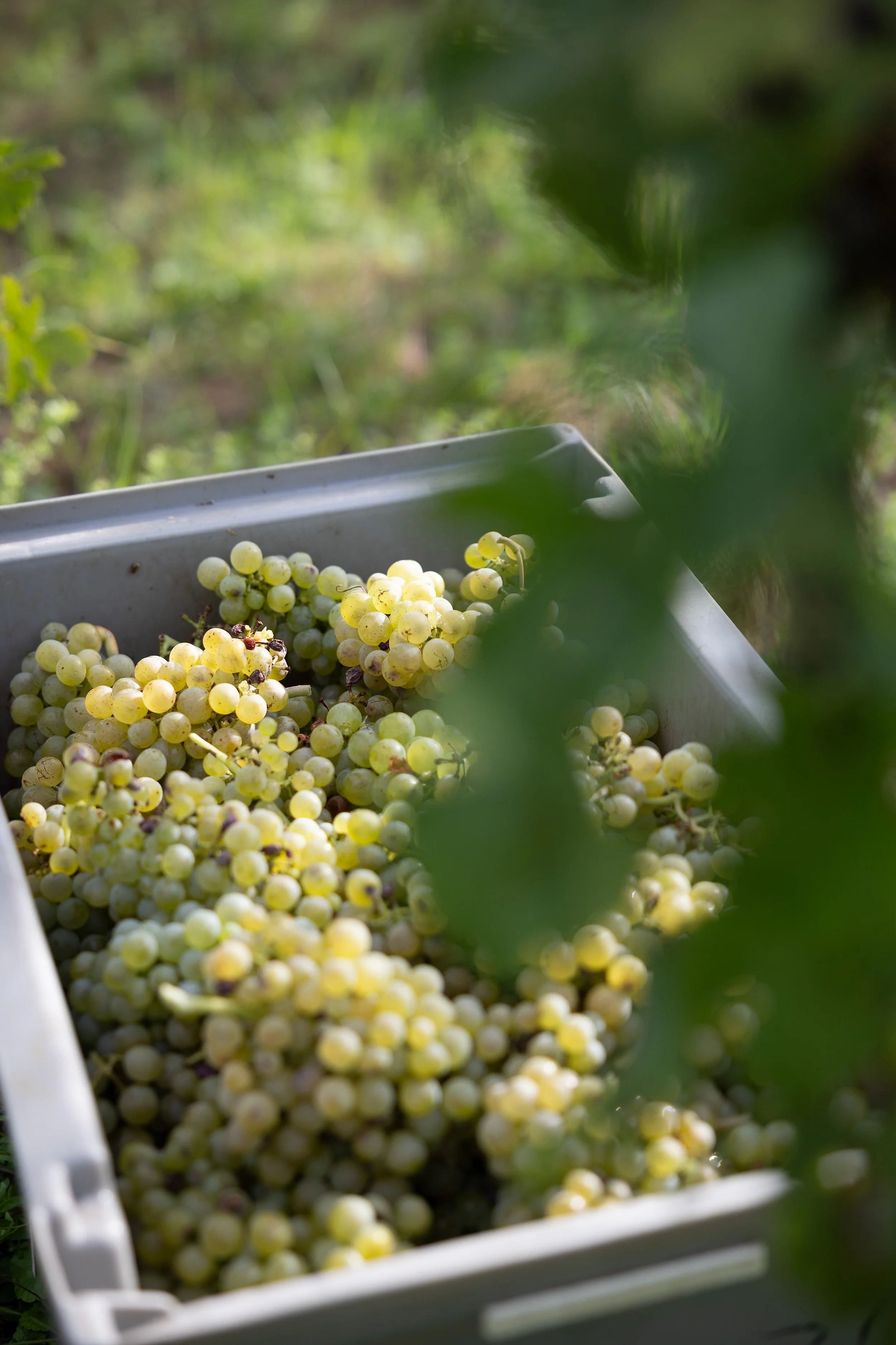 prall gefüllte Kiste mit Weintrauben bei der Weinlese