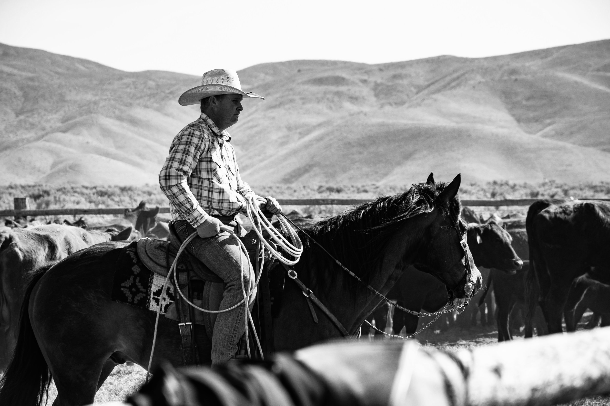 A man wearing a cowboy hat and plaid shirt riding a horse with a herd of cattle in a field with rolling hills in the background.
