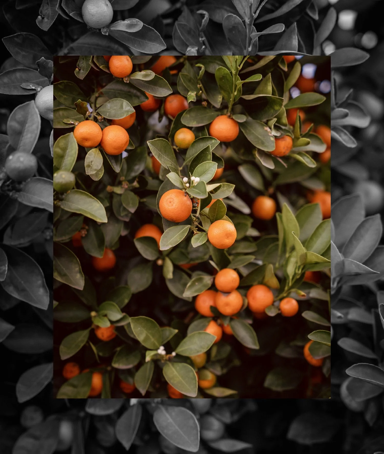 Oranges on a green leafy tree