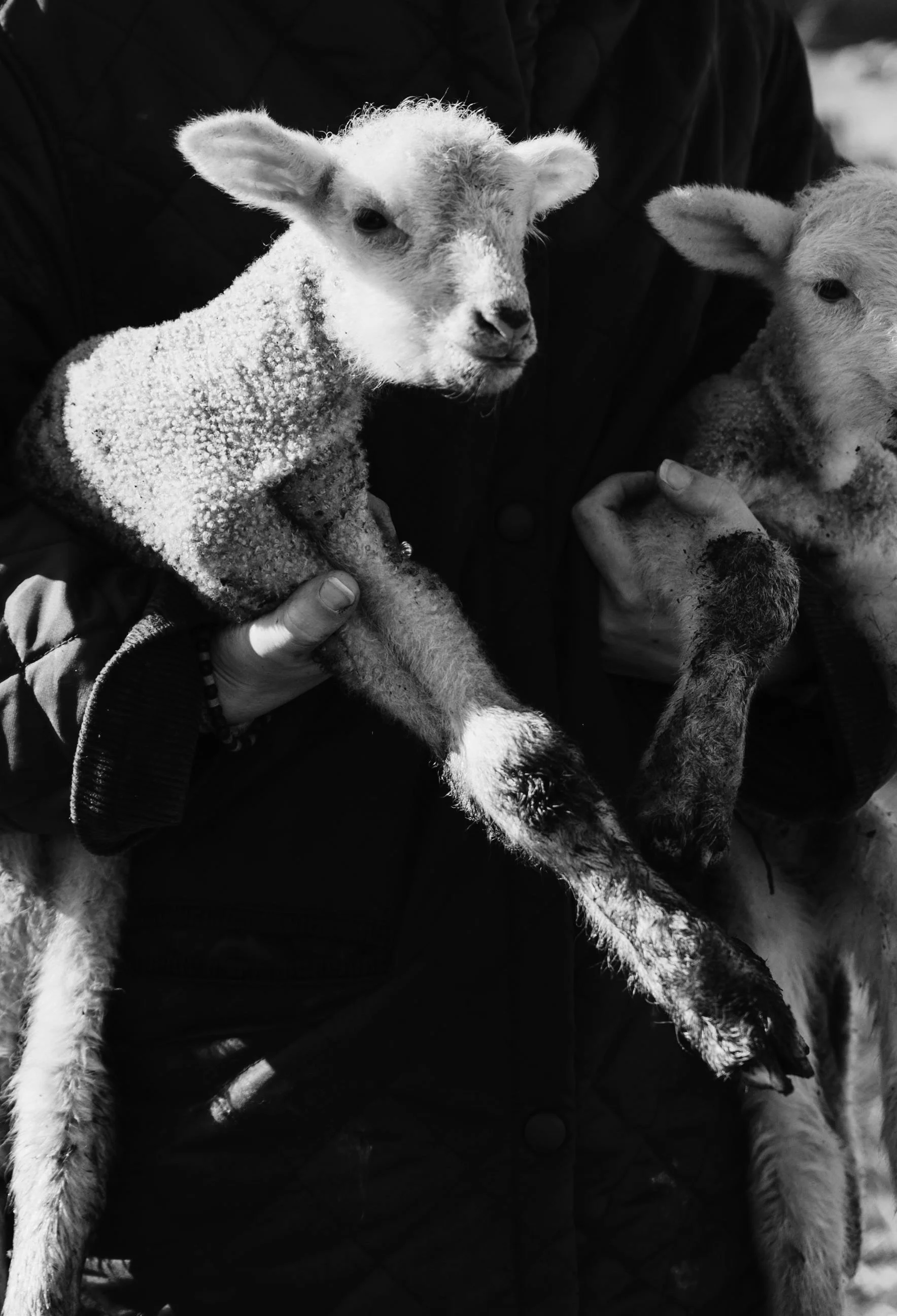 A person holding a young lamb covered in snow, with another lamb visible nearby. The image is in black and white.