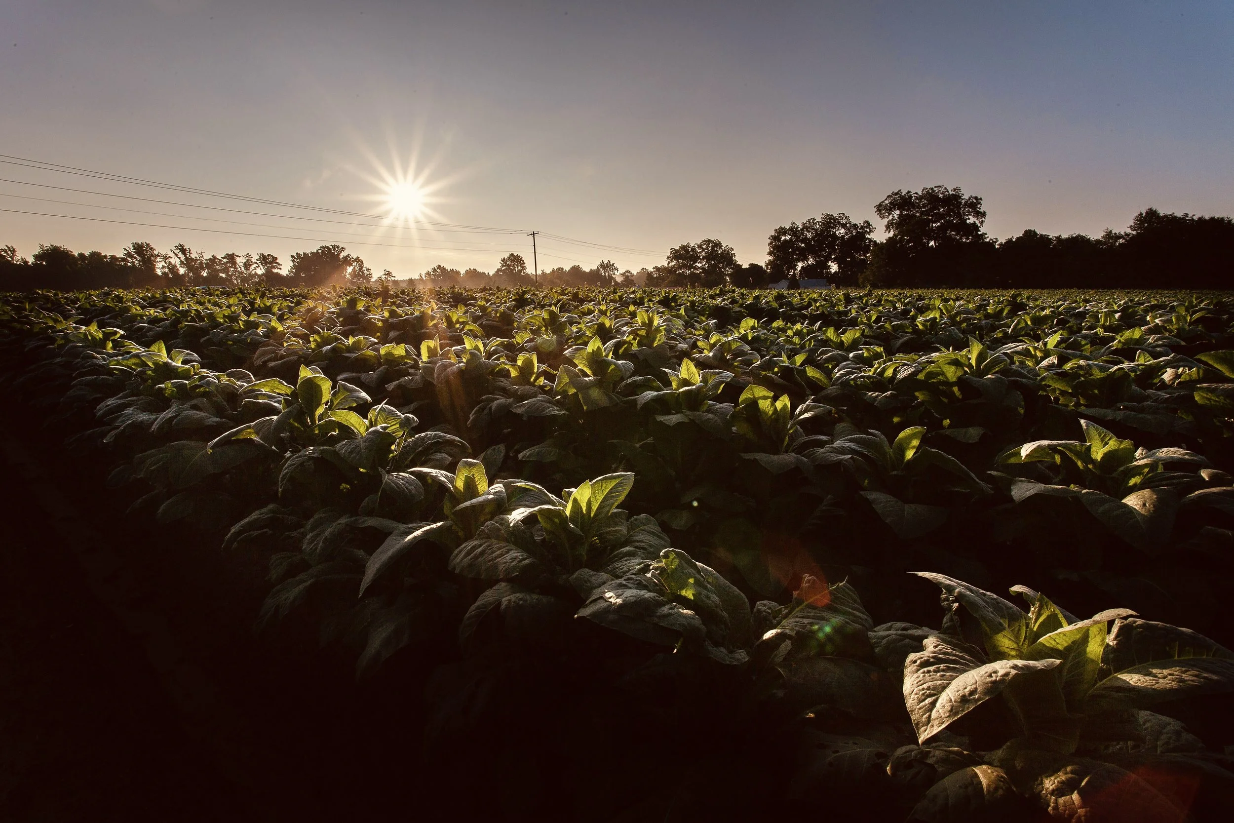 Farmland with green plants in the foreground, during sunset or sunrise, with the sun visible in the sky and trees in the background.