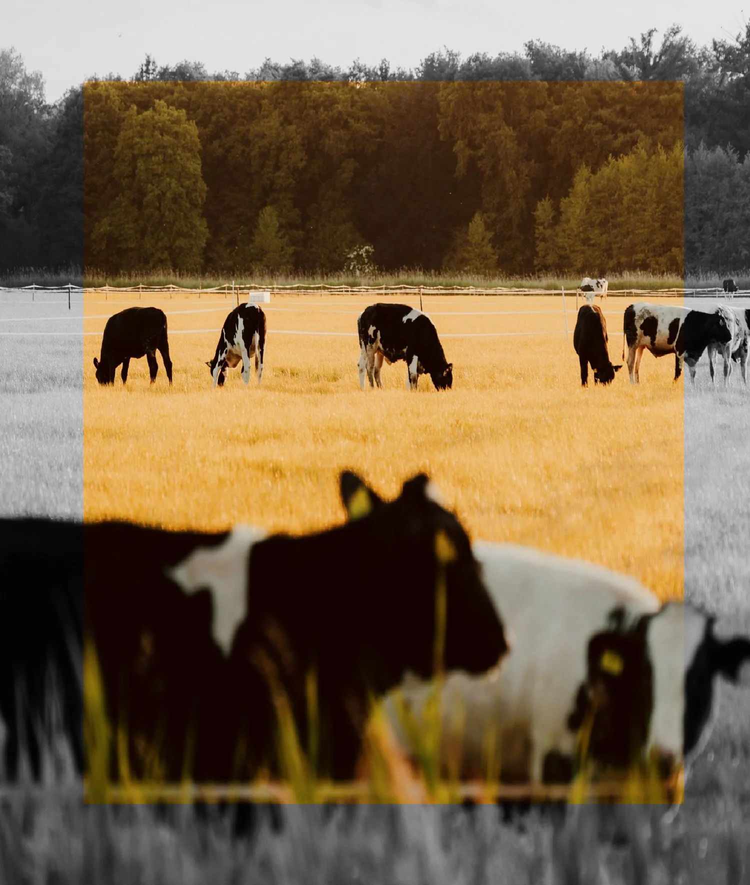 A field with several cows grazing, viewed from inside a vehicle. The photo has a colorized rectangle over the middle part, highlighting the cows and the field, with trees in the background.