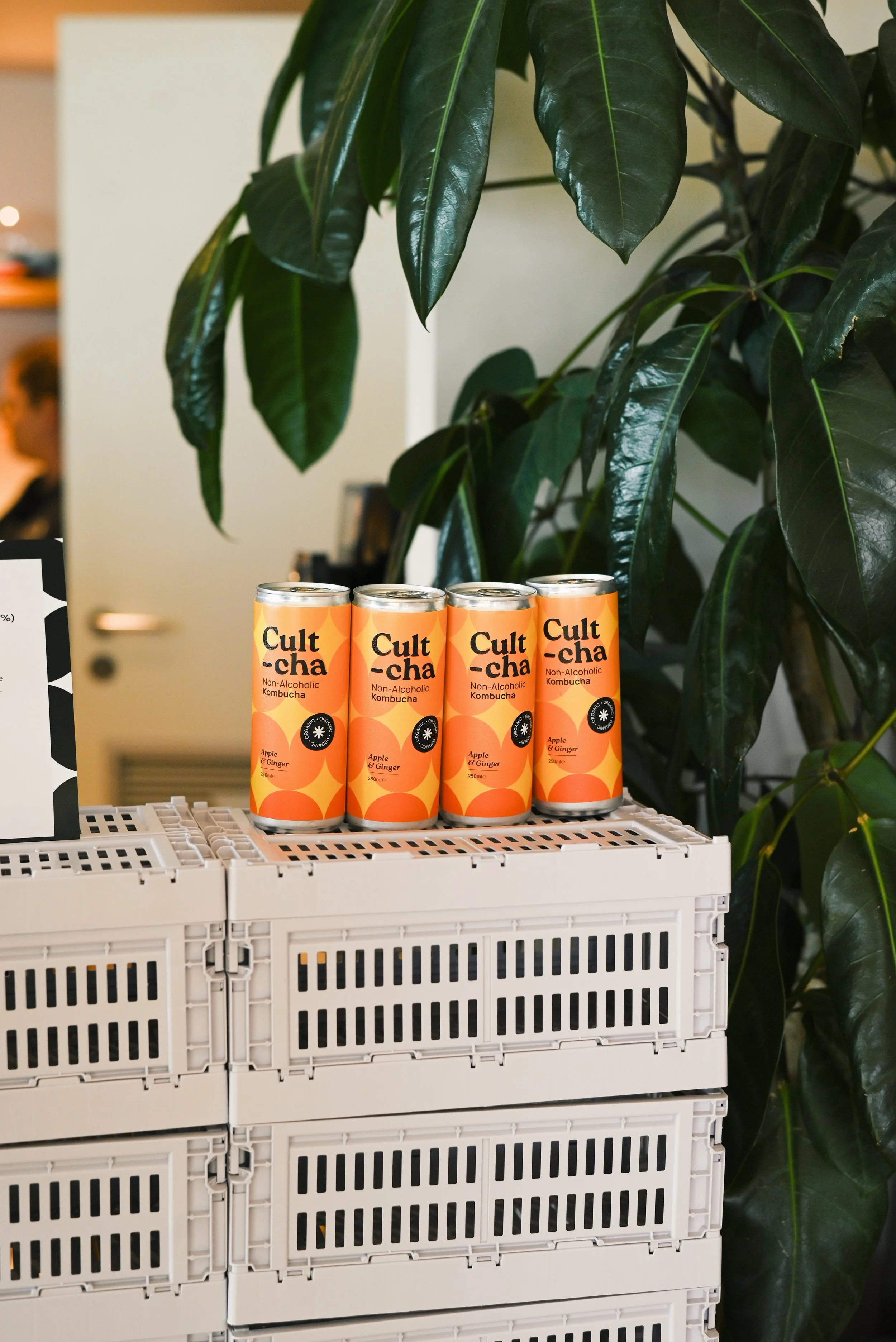 Four cans of Cult-cha non-alcoholic kombucha with orange and yellow design on a white plastic crate, adjacent to a large green leafy plant.