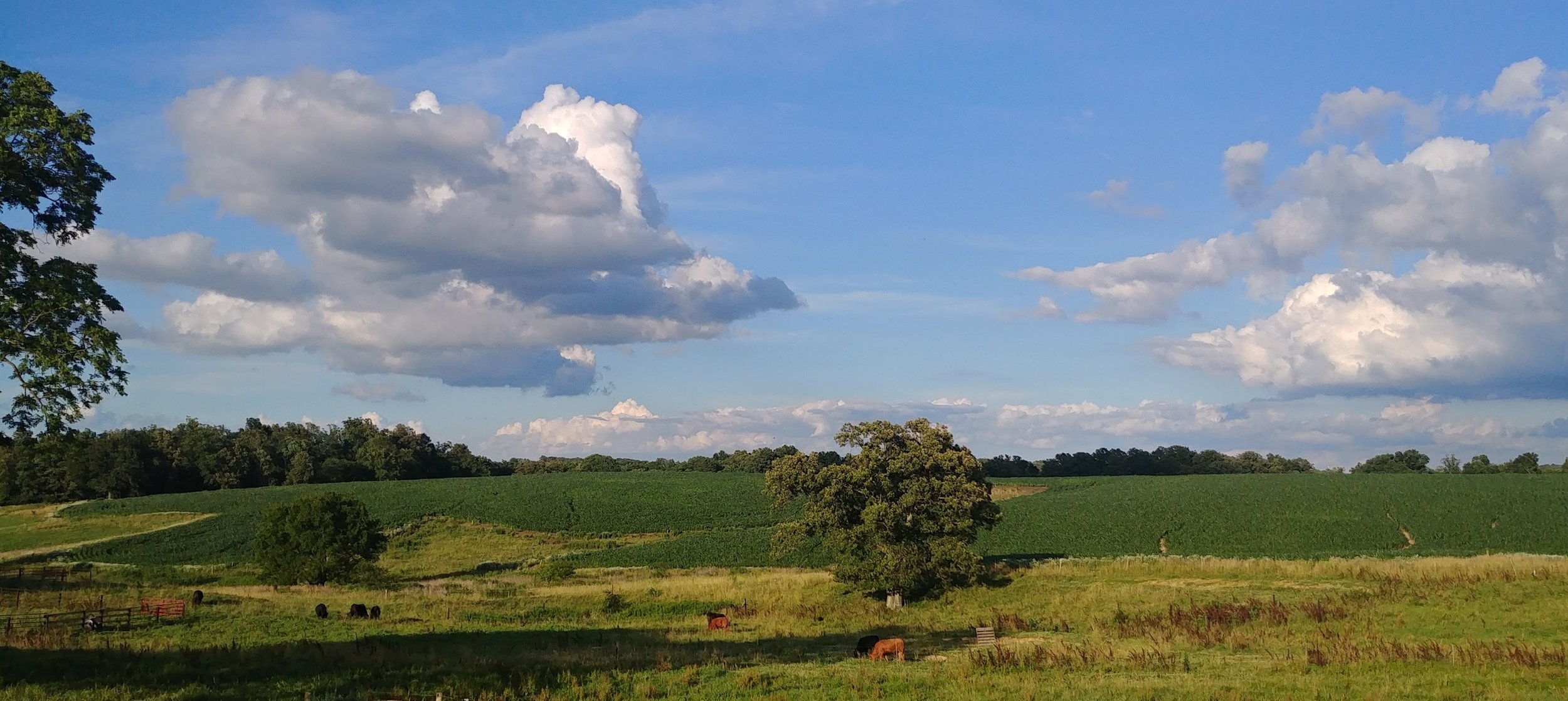 US Excel Ranches | Homegrown Limousin Beef | Ranch-Raised | Perryville, MO