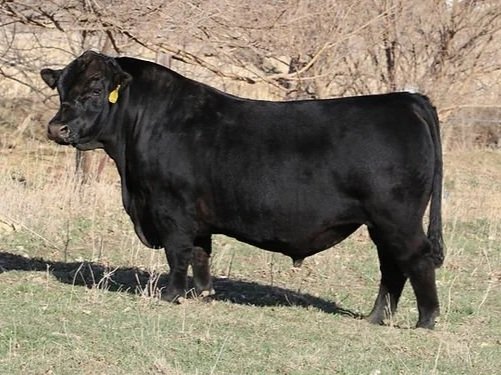 AHCC Heartland — US Excel Ranches