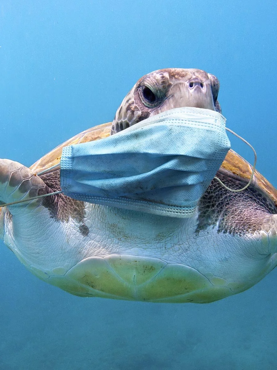 Une tortue de mer portant un masque facial bleu nageant dans l'eau. Campagne de l'agence de création L'ASSOCIÉ pour FRANCE NATURE ENVIRONNEMENT.