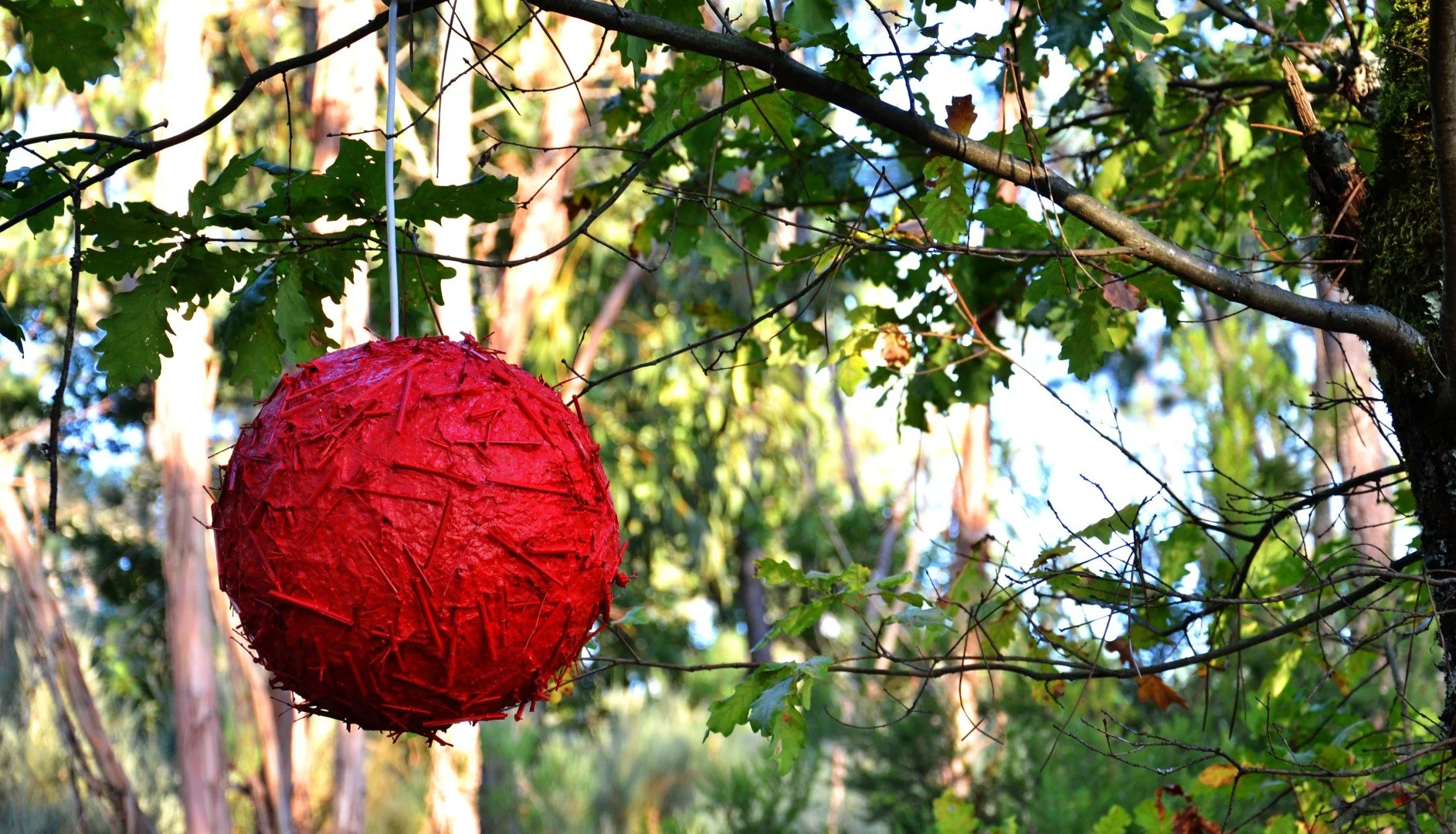 red bamboo 2.jpg