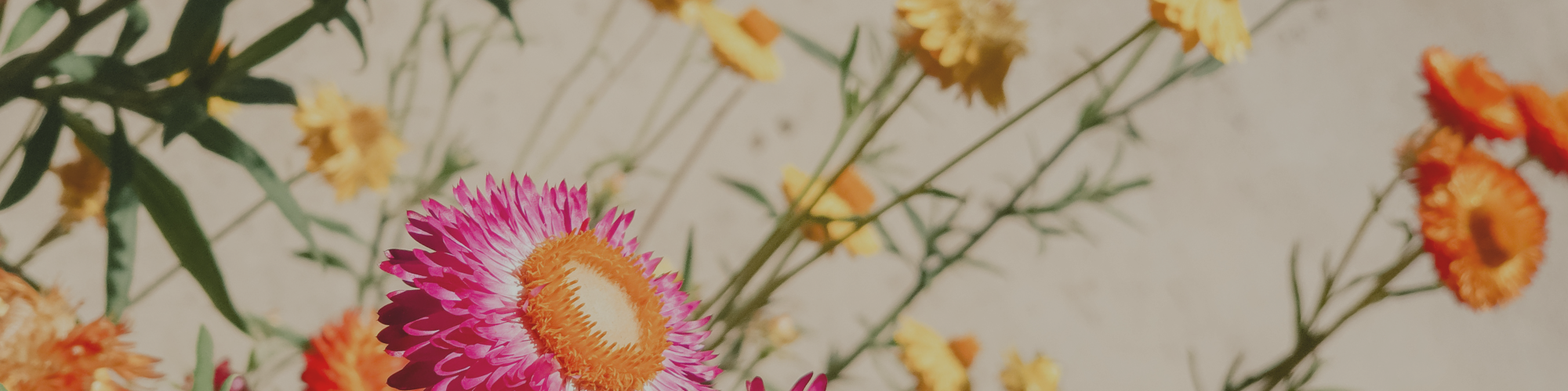 Close-up of colorful flowers, including pink, orange, and yellow blossoms, in a garden or floral arrangement.