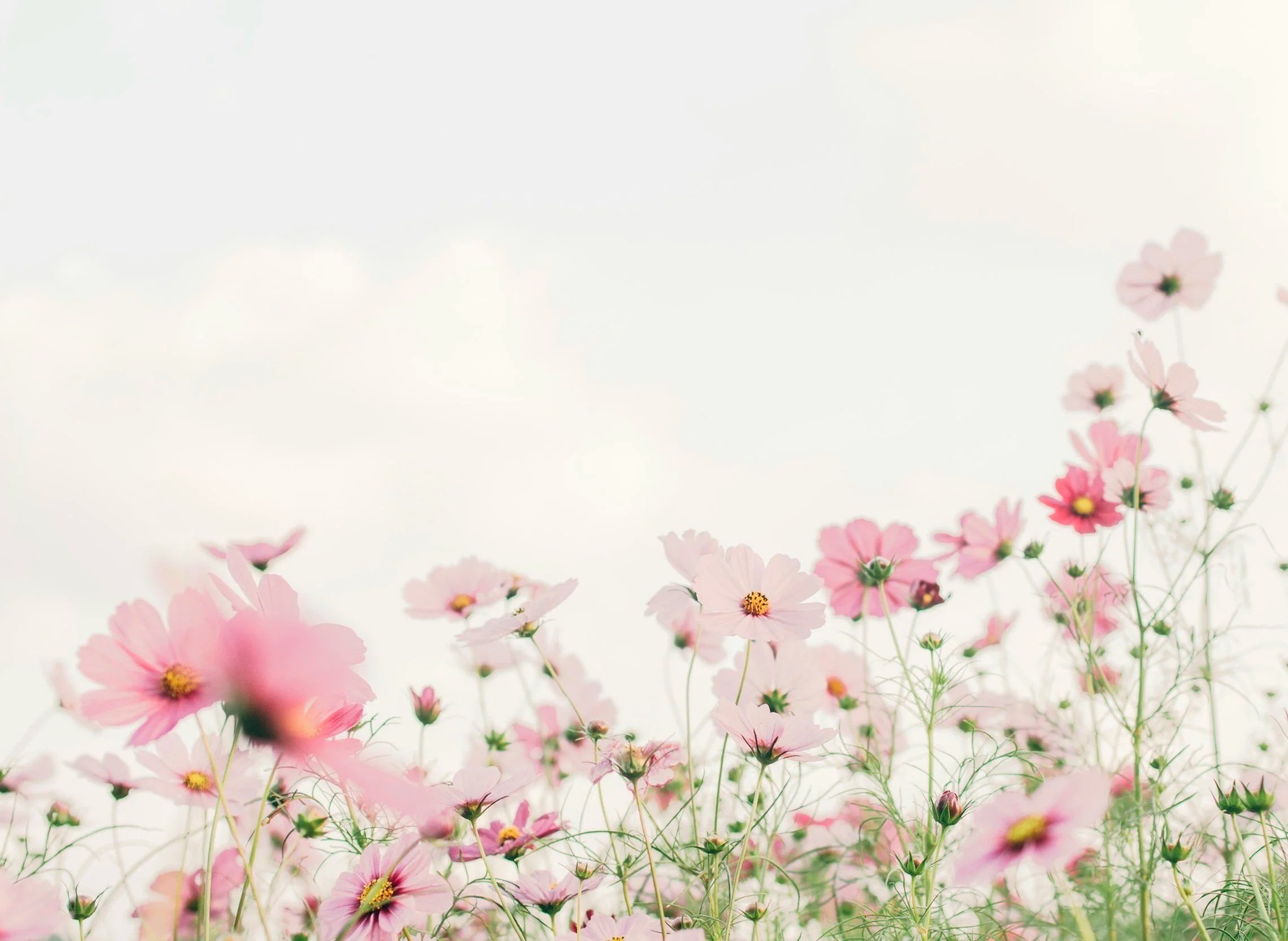 A field of pink and light pink flowers with green stems under a bright, mostly cloudy sky.