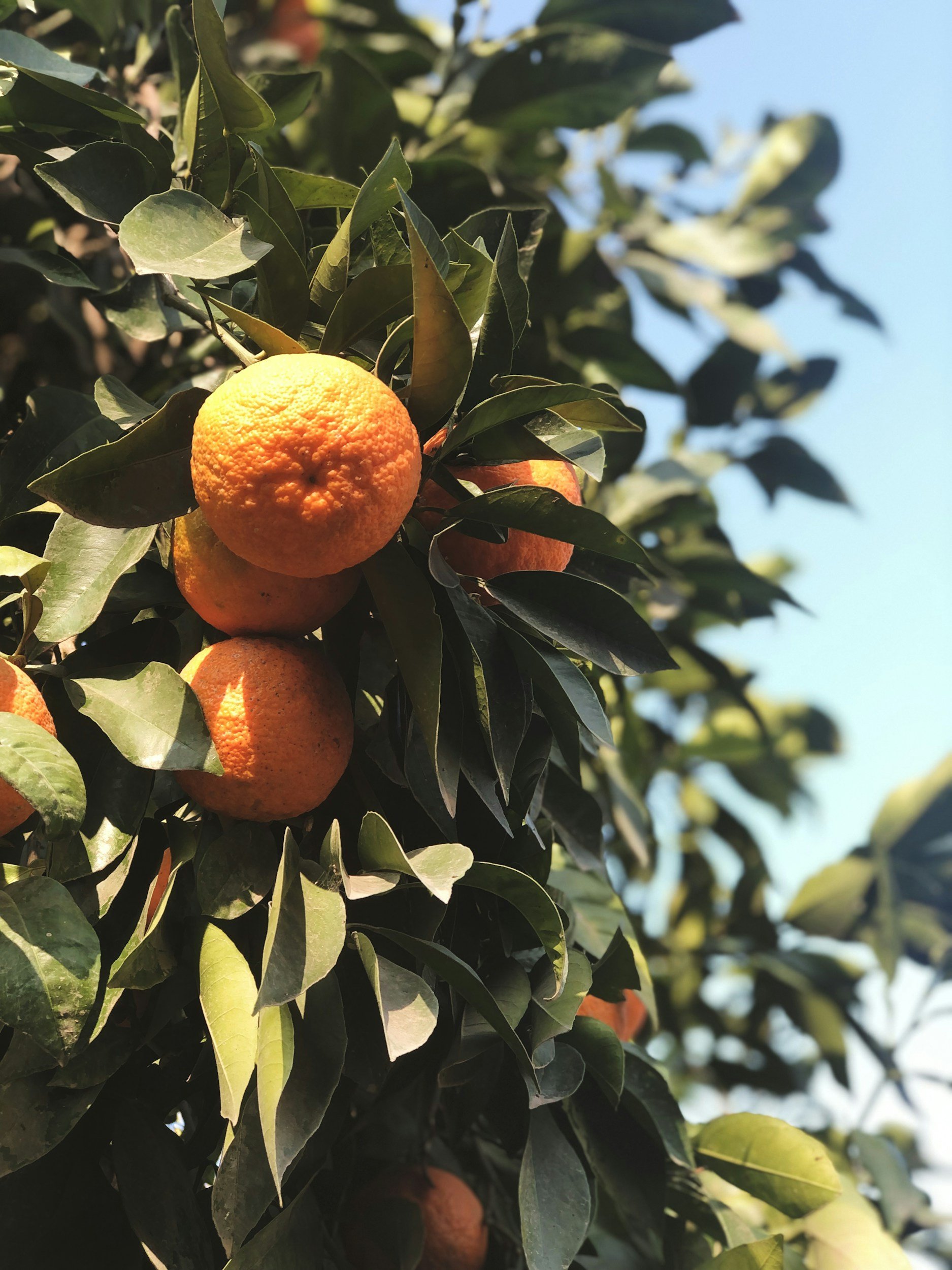 Giving, the pathway to unlimited growth