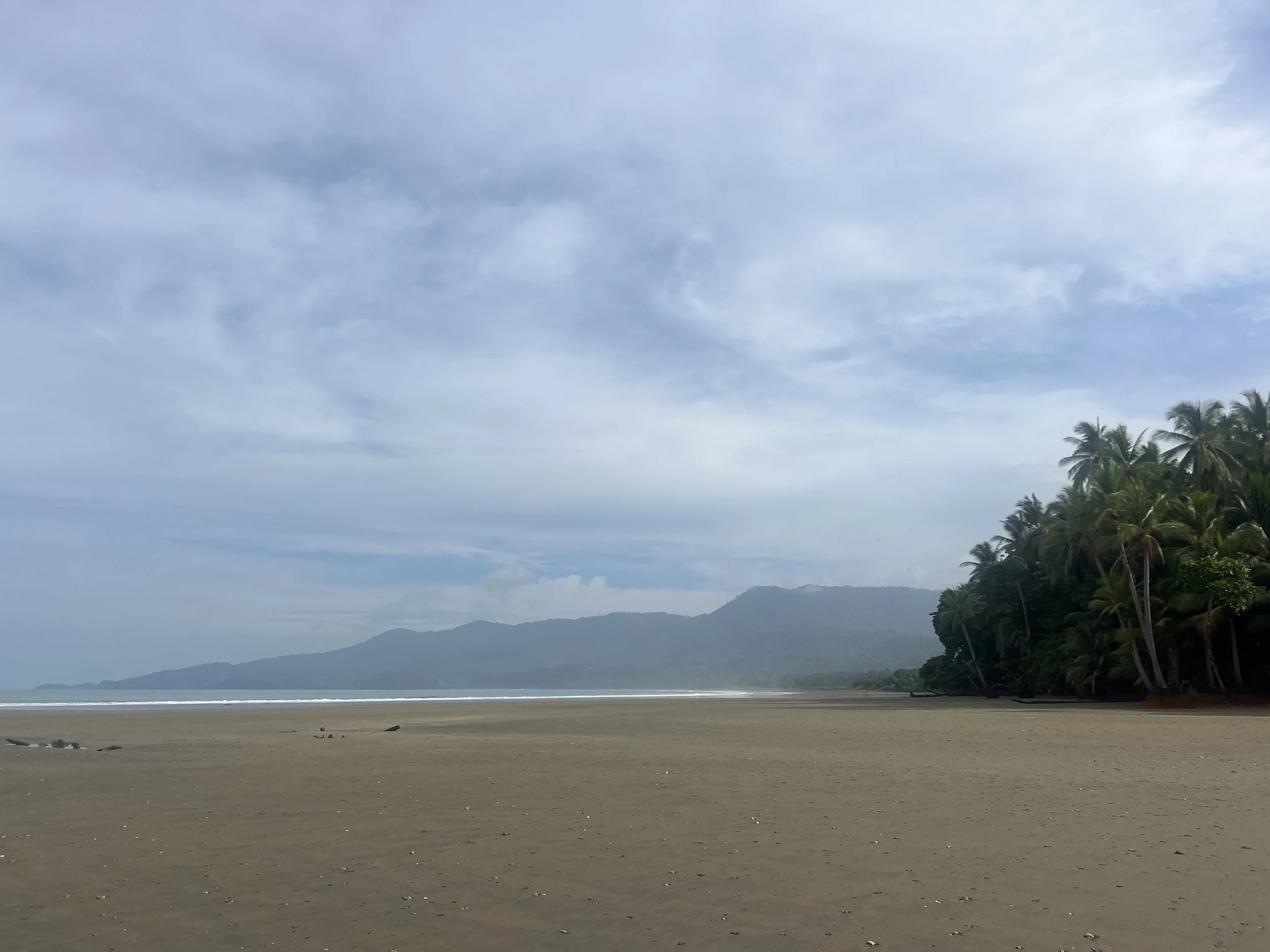 whales tail, uvita, costa rica, sandy beach with a jungle and palm trees.