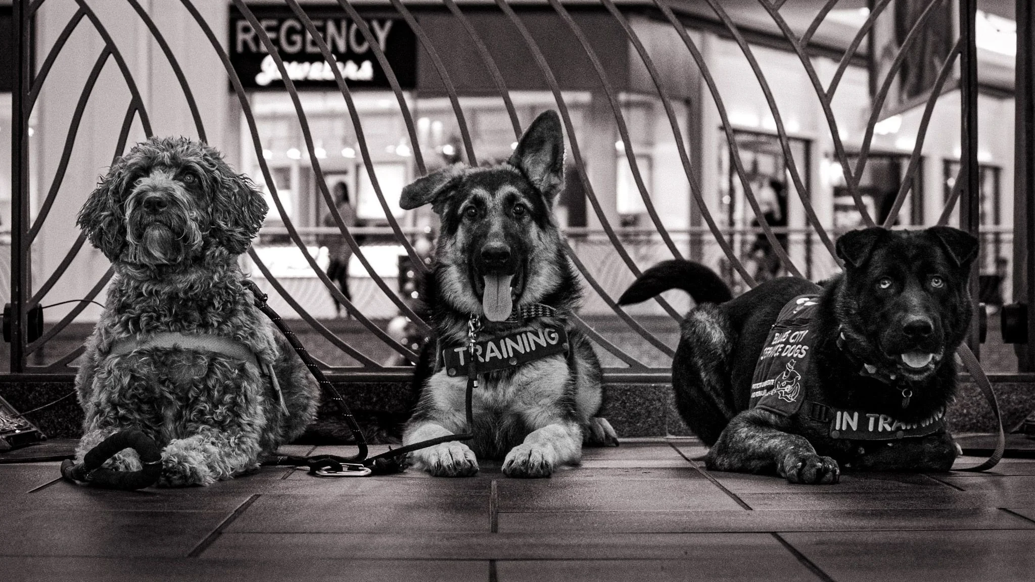 Service Dogs training in public access