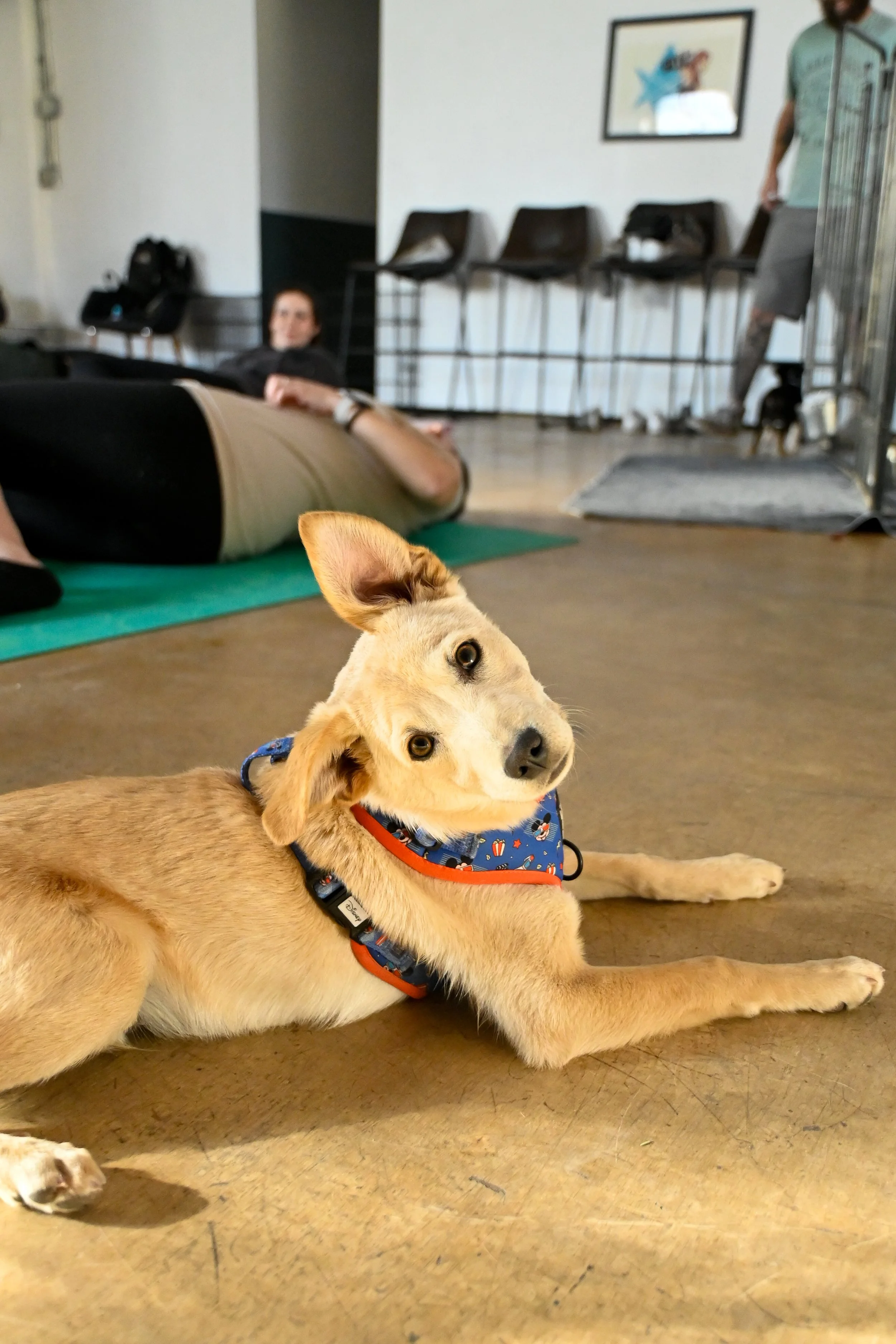 Find Your Chi - Chihuahua Yoga!