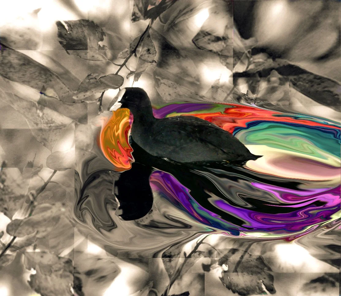Duck, 13X15, Digital, Print