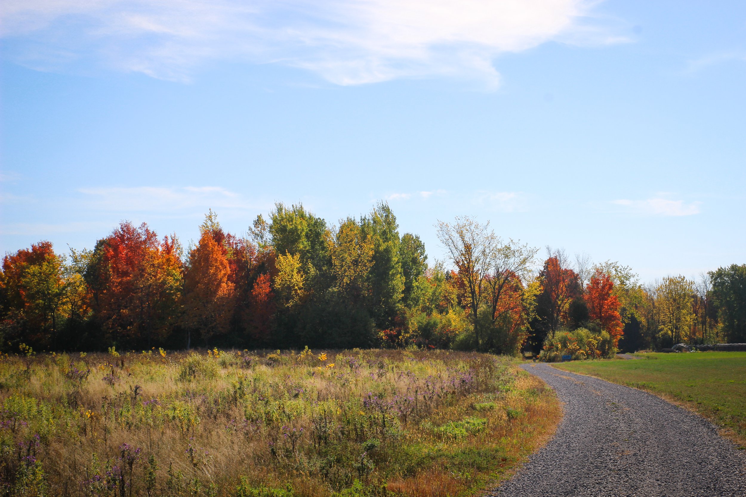 Chemin de gravier serpentant à travers un champ avec des herbes et des fleurs, bordé d'arbres aux couleurs automnales sous un ciel bleu clair avec quelques nuages.