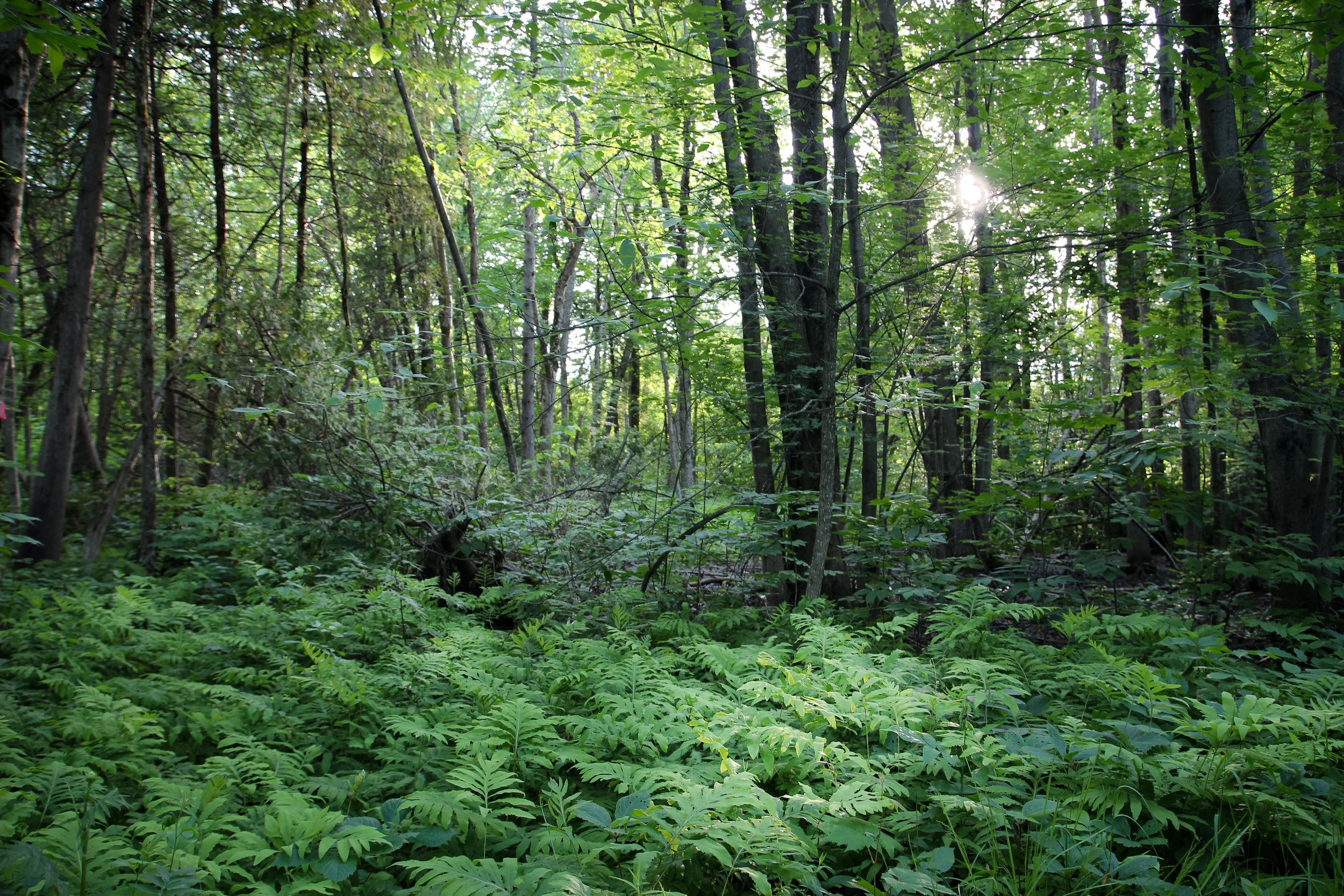 Forêt dense avec herbes vertes et arbres hautes, soleil filtrant à travers les feuillages.