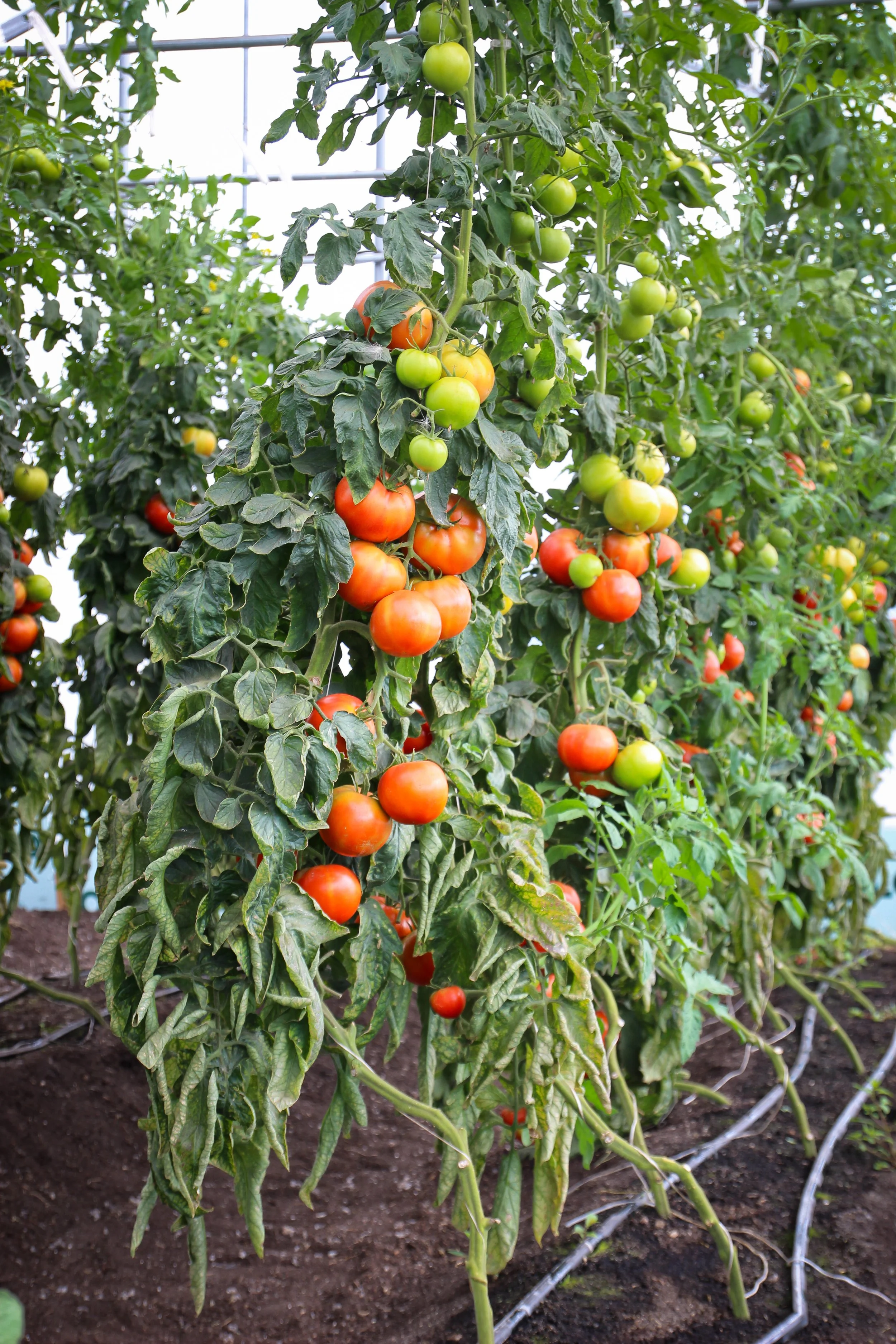 Plant de tomates avec des fruits rouges et verts à l'intérieur d'une serre.