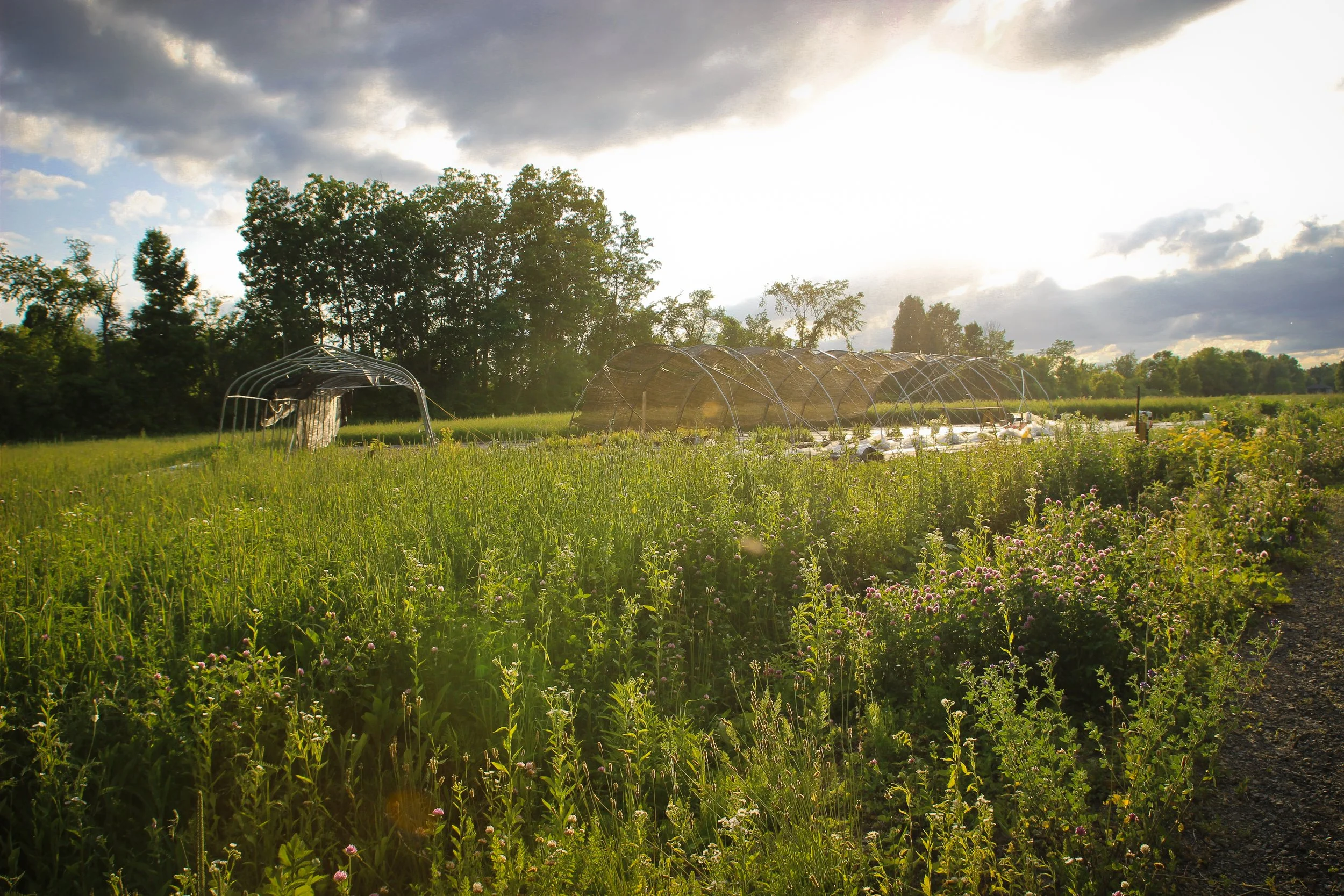 Champ de légumes sous un ciel nuageux avec des serres en plastique et des arbres en arrière-plan.